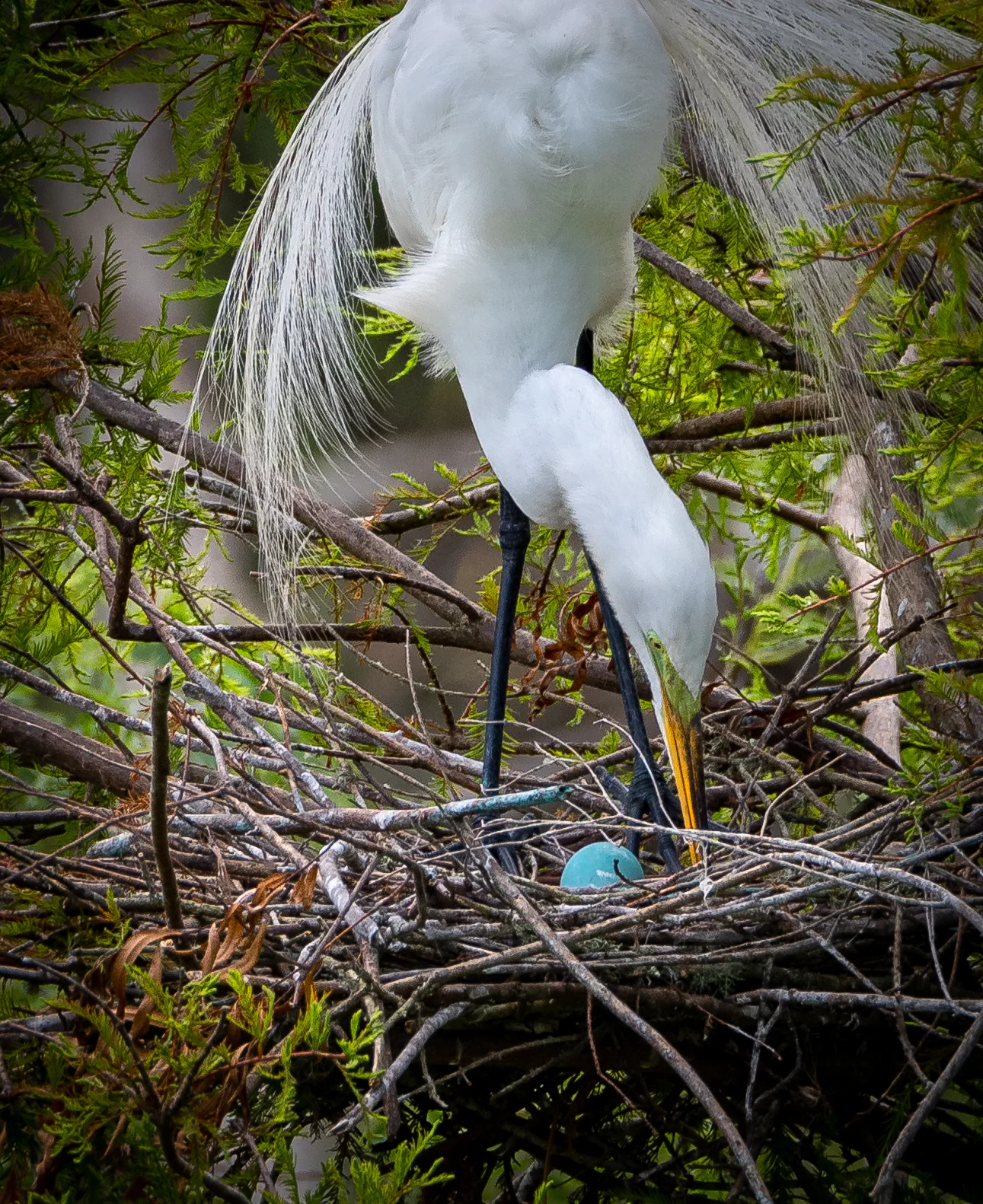 Egret - High Island, Texas
