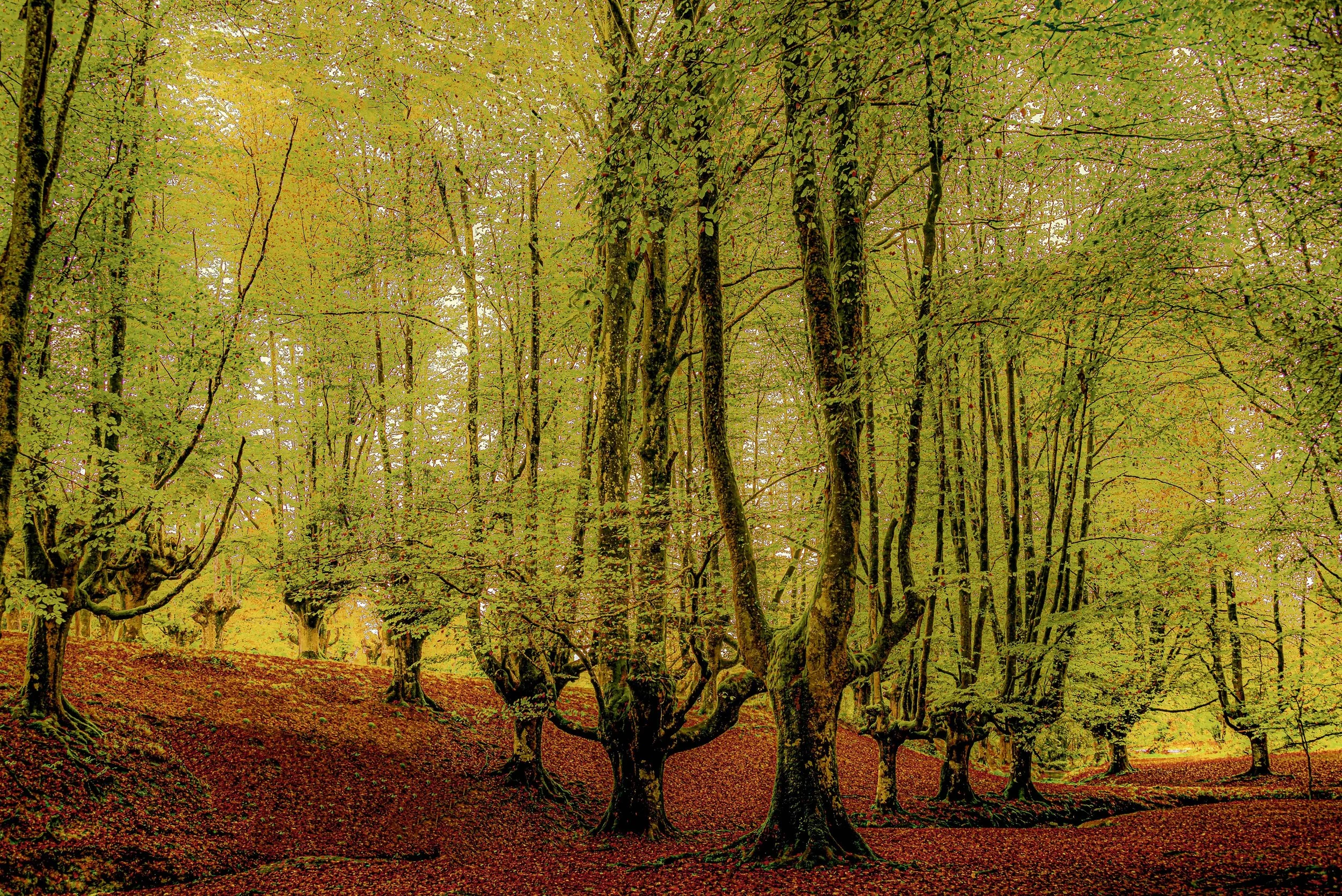 The Trees Speak to Me