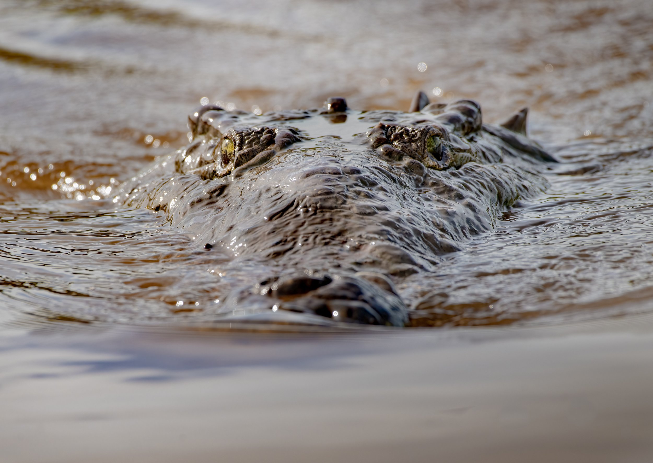 American crocodile