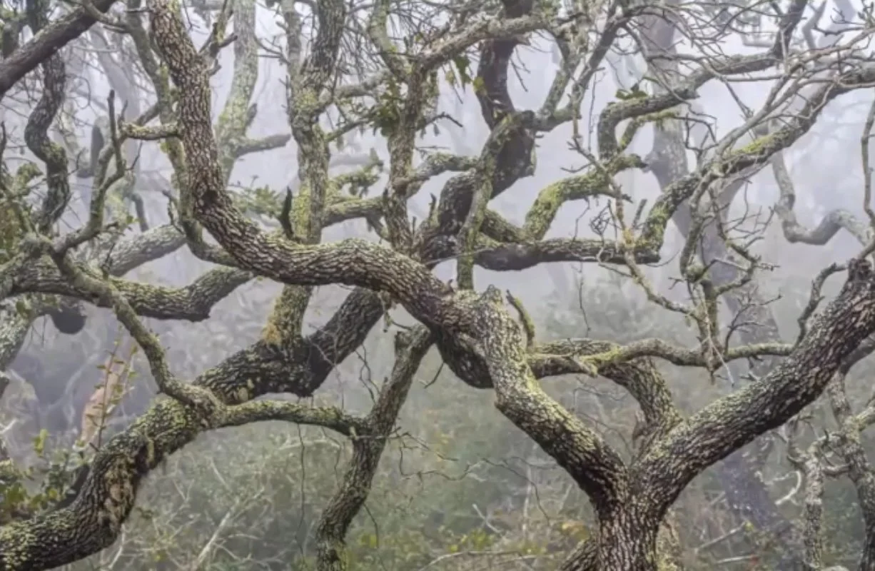 Six Years of Happiness Hour: 284 Wednesdays of Seeing Differently