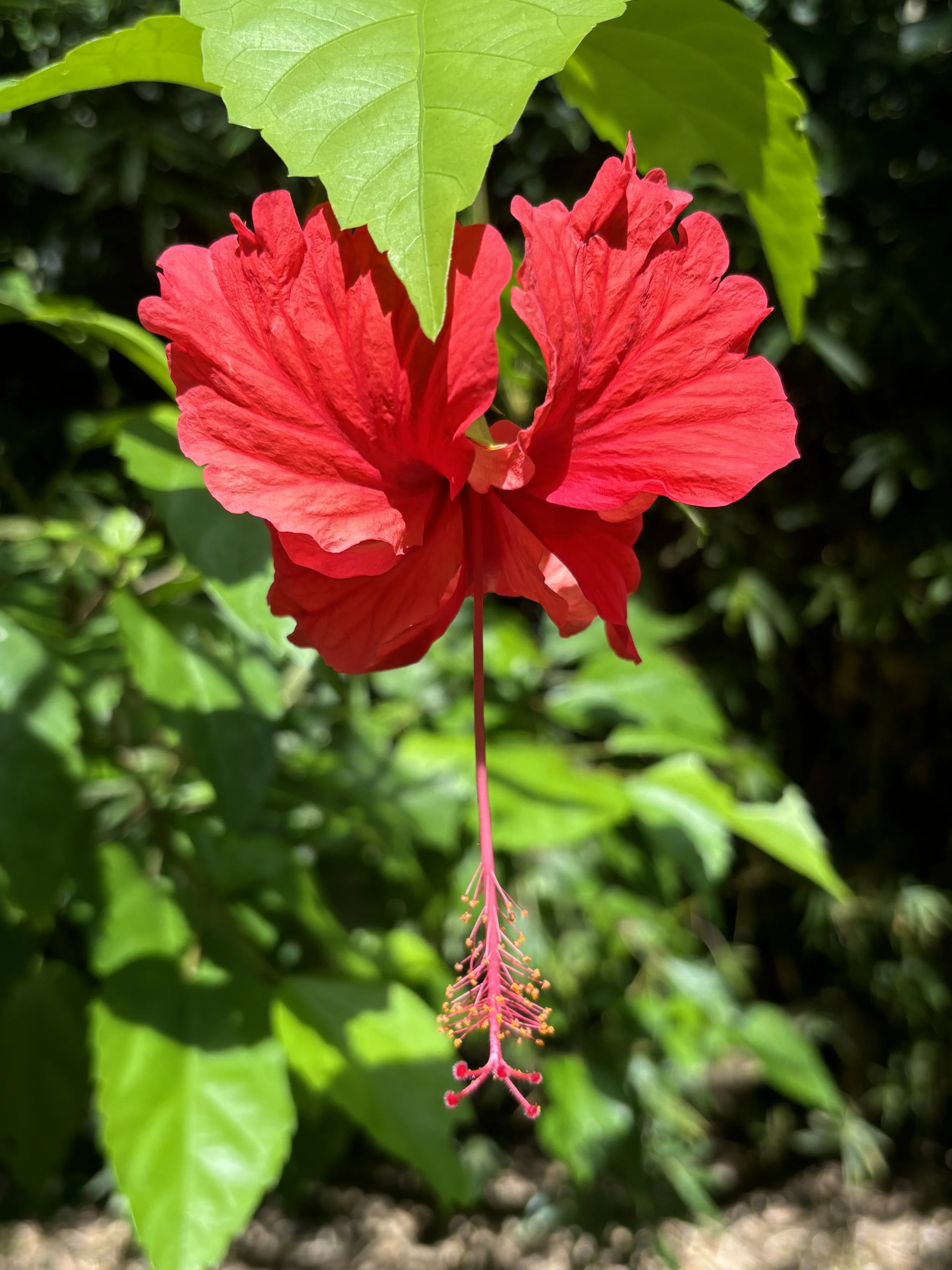 IMG_4421.JPG