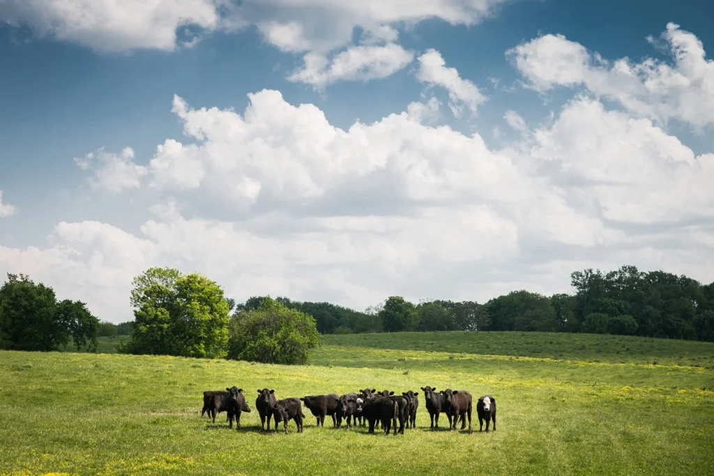 soil-to-plate-1024x683.jpg