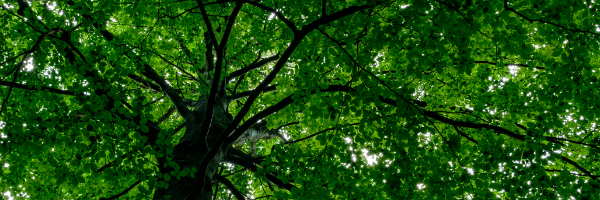 Community Mindfulness Project