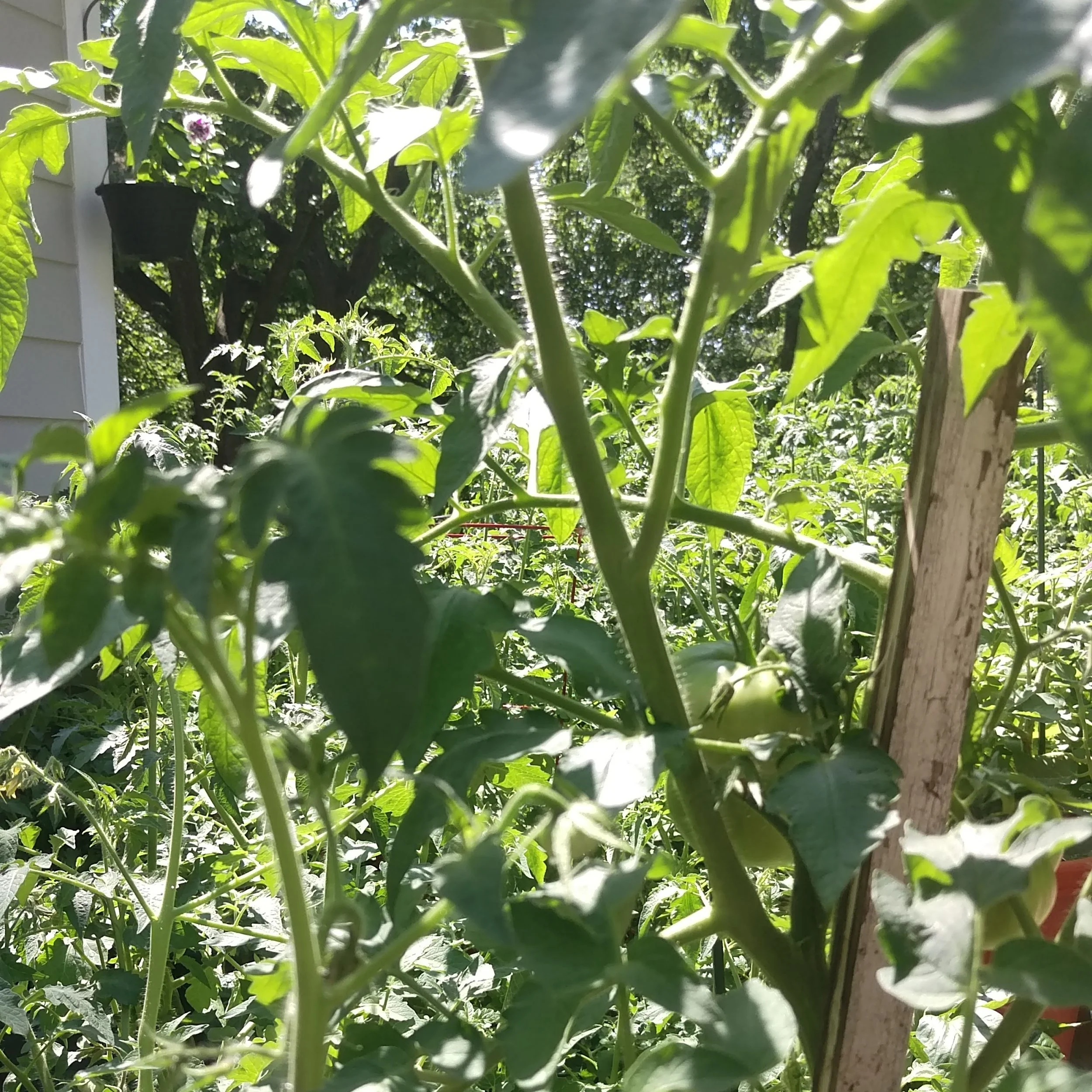 The Rebel Gardener
