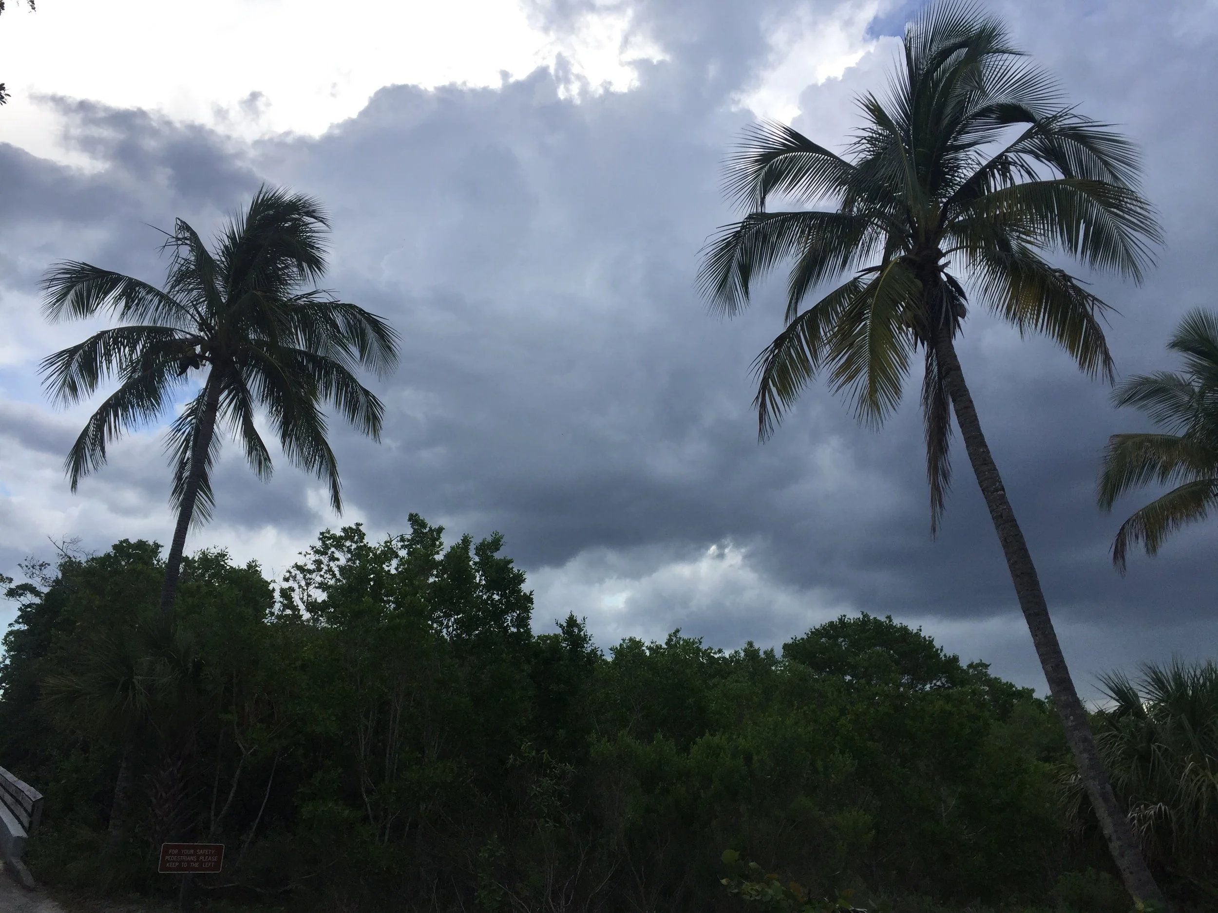 Palm Trees ft myers.JPG