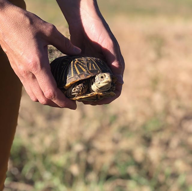 A turtle research and rescue mission with @mypandabair 🐢🐢🐢🐢🐢🐢🐢
.
.
.
.
.
.
.
.
#turtle #sandhillsinstitute #research #turtleresearch #boxturtle #artistresidency #art #ruralamerica #biodiversity #turtlerescue #turtlenest #lake #river #turtleegg