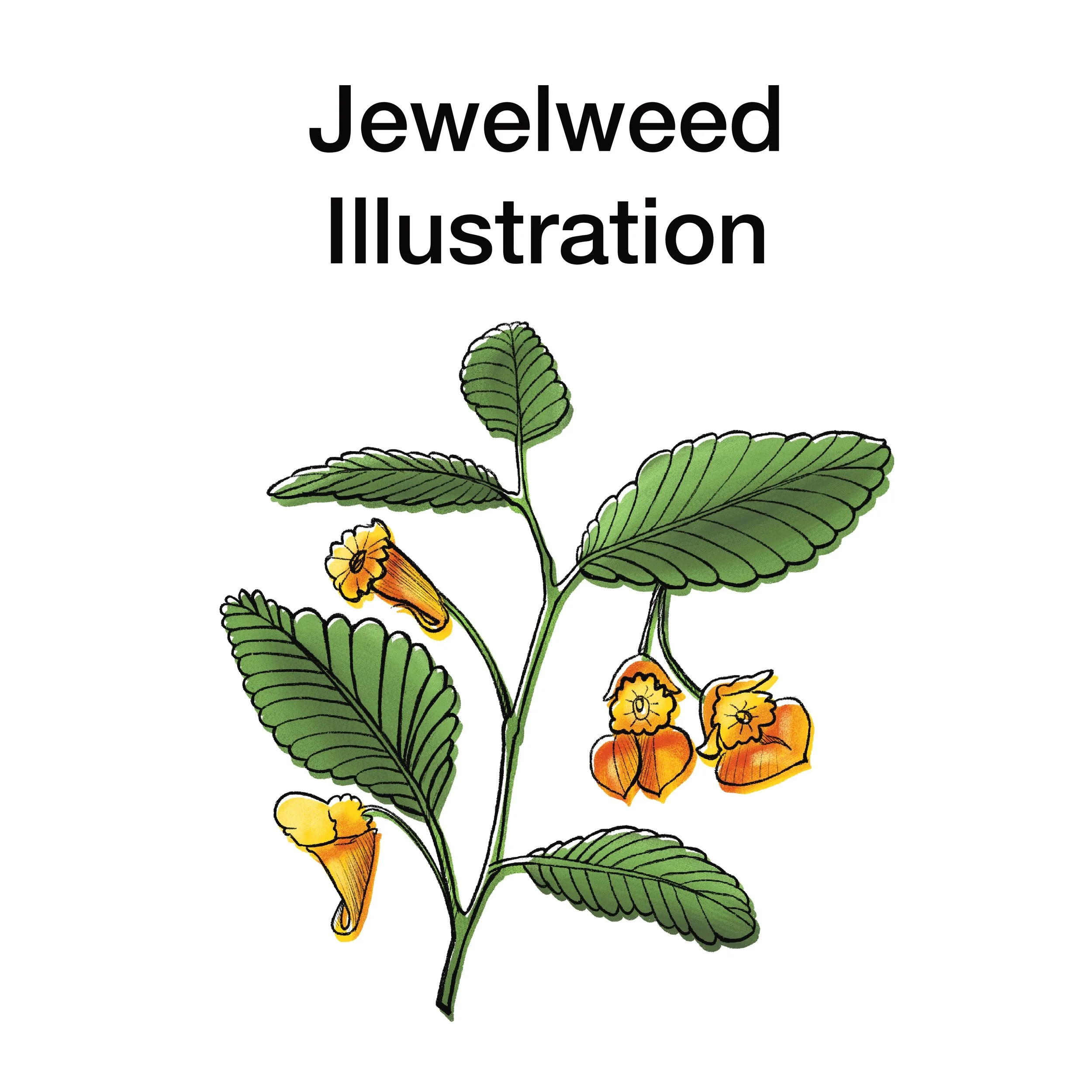 Jewelweed_Thumbnail.jpg