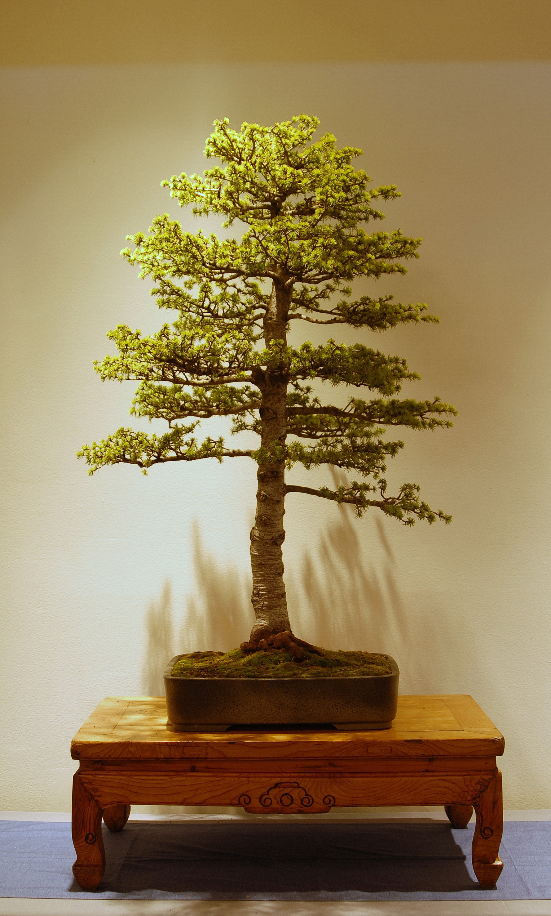 Cesareo Parez - Atlantic Cedar.jpg