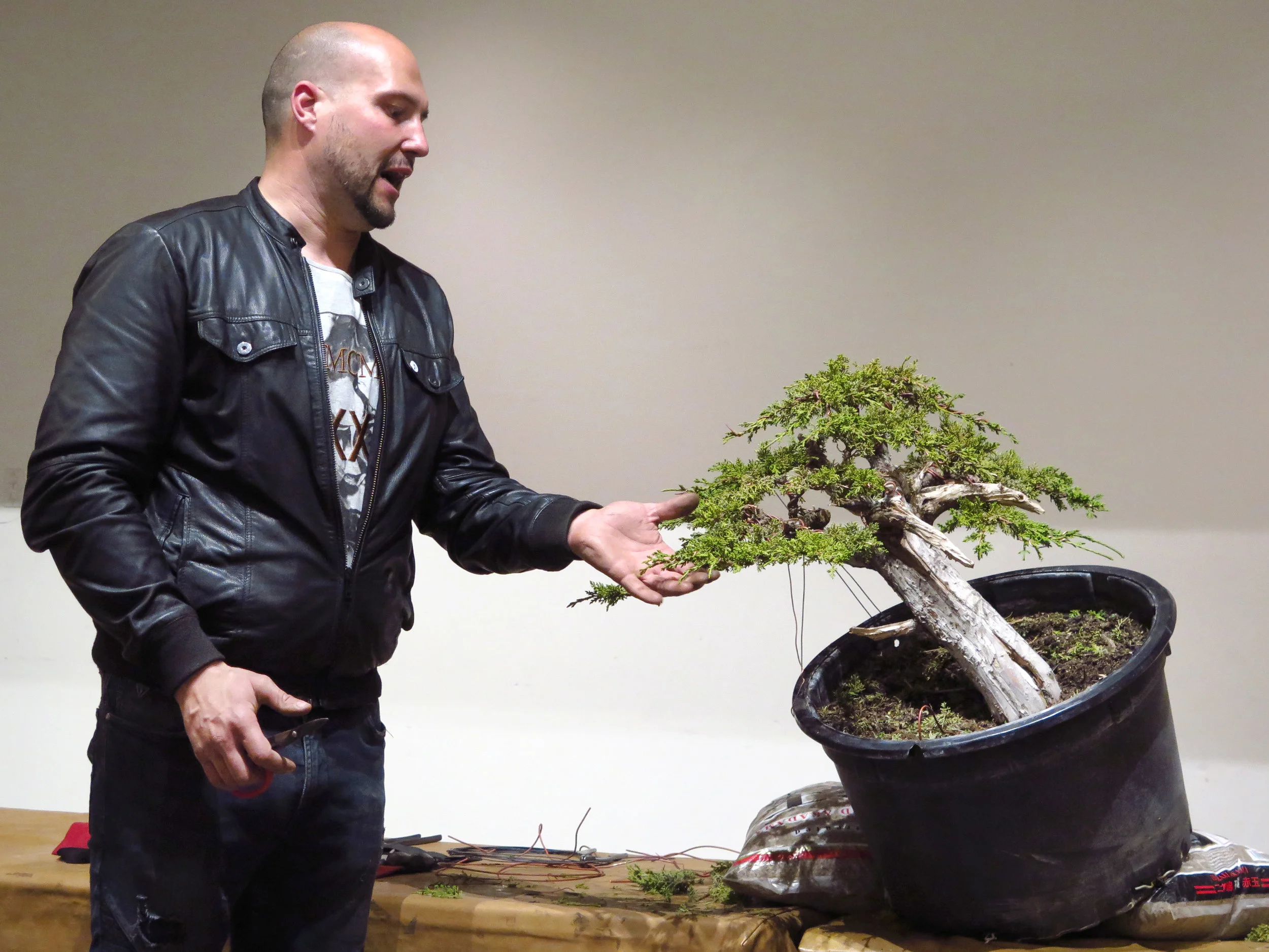 This is Mauro's Shimpaku Juniper back in March 2017. He will continue to develop the tree at our next meeting. Please Join!