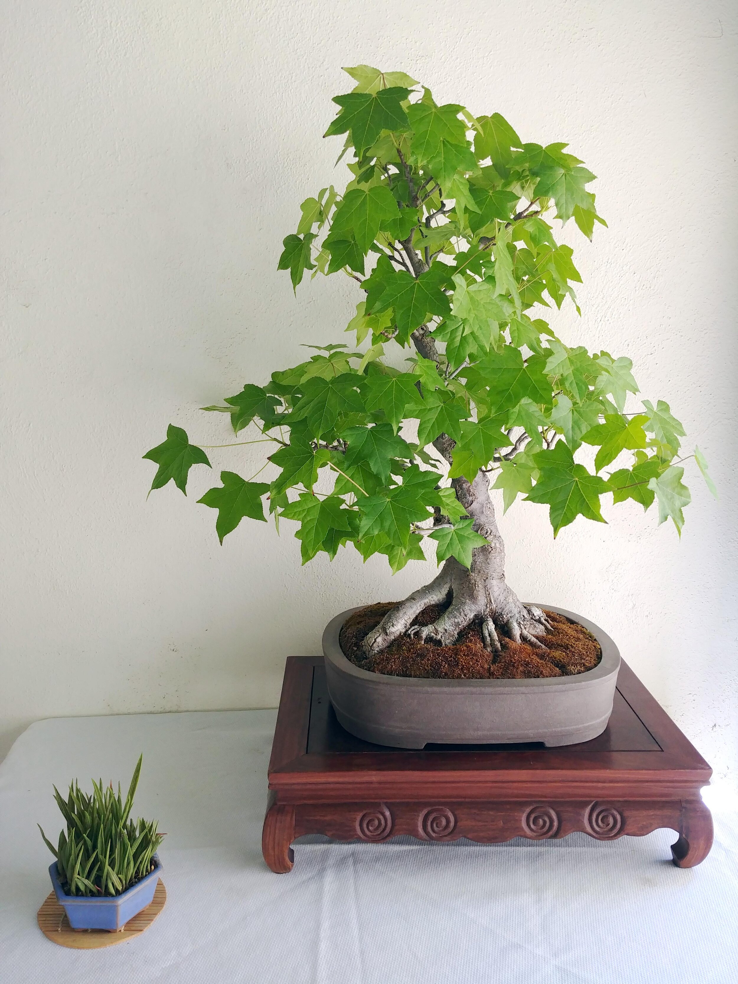 Descanso Bonsai Society