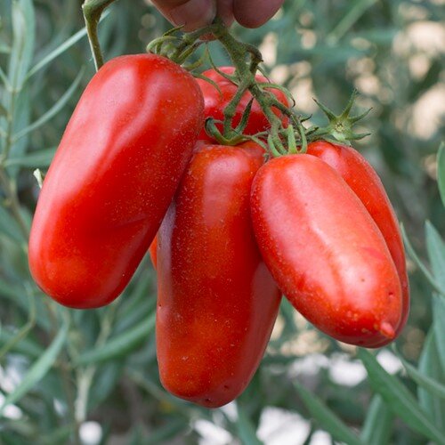 san-marzano-tomatoes.jpg