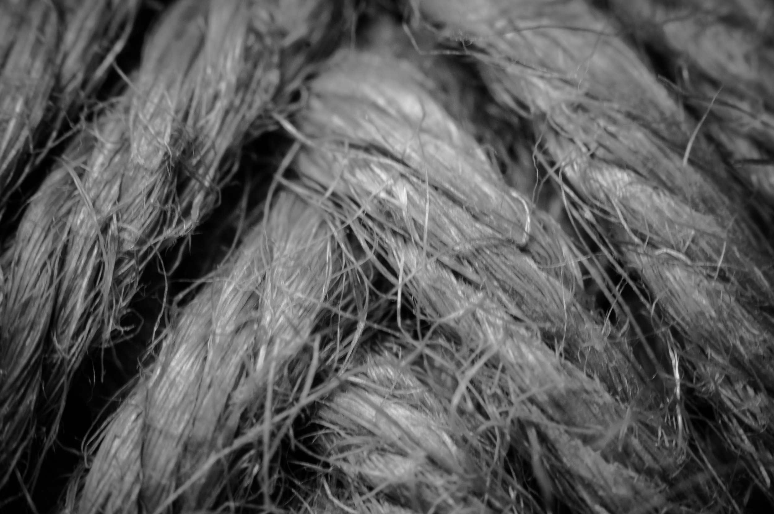 Macro 10.jpg