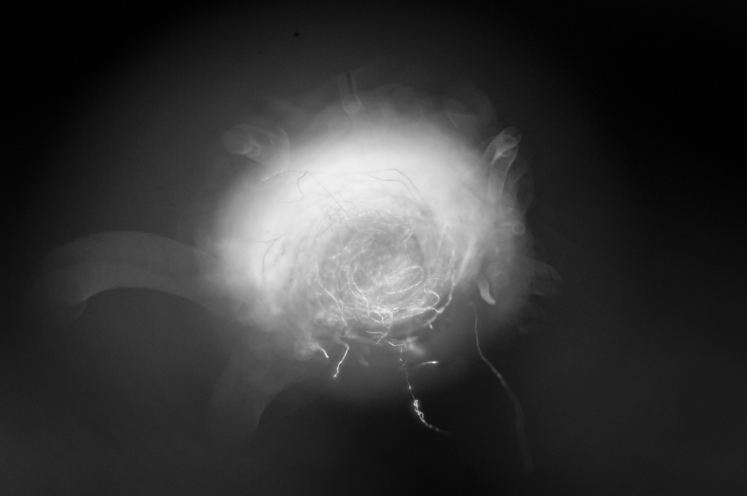 Macro 58.jpg