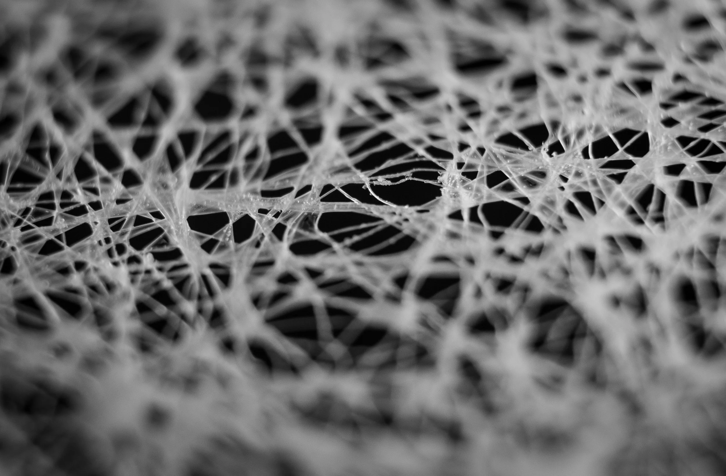 Macro 65.jpg