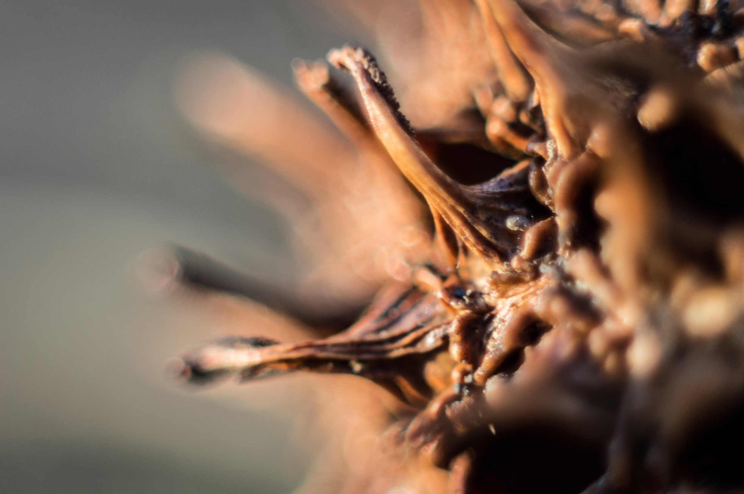 Macro 121.jpg