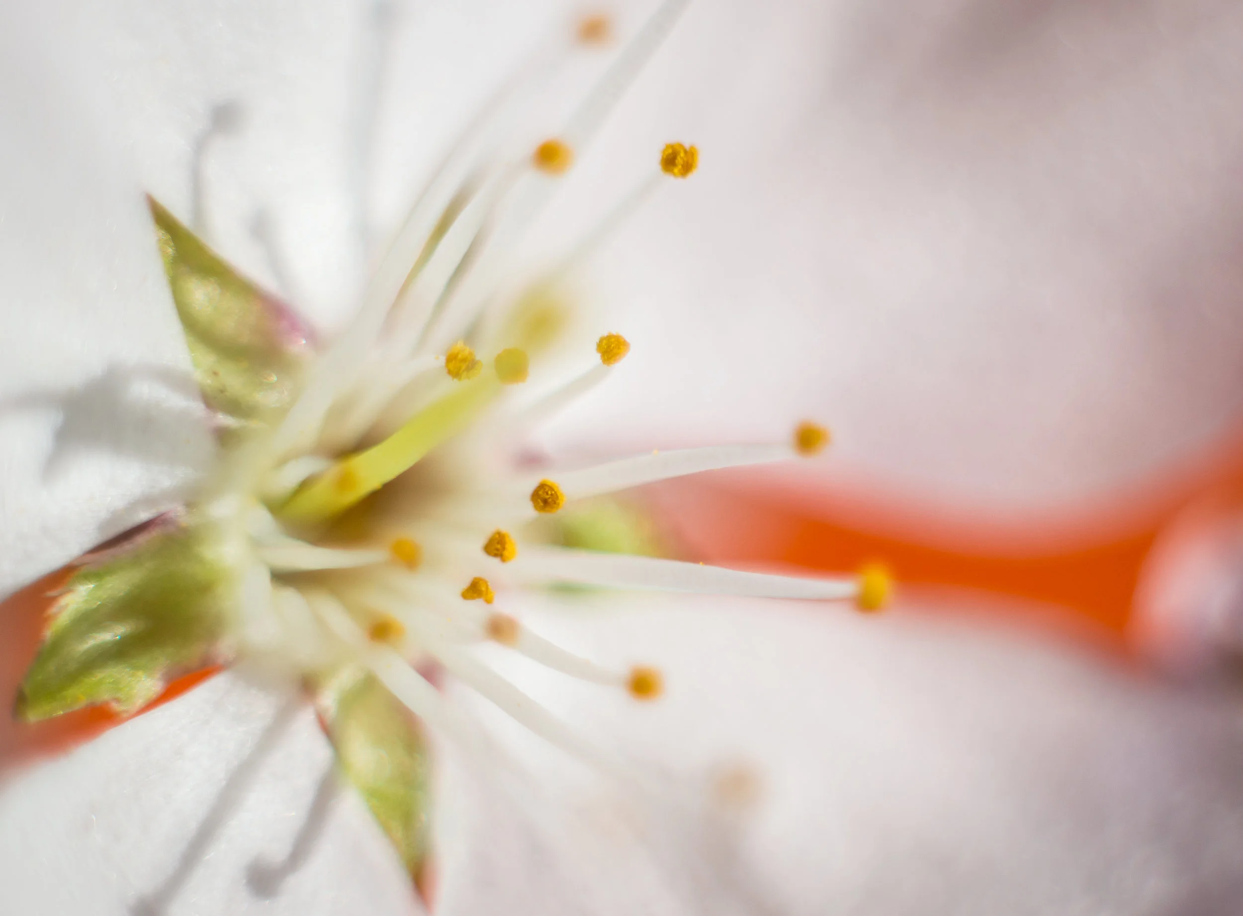 Macro 126.jpg