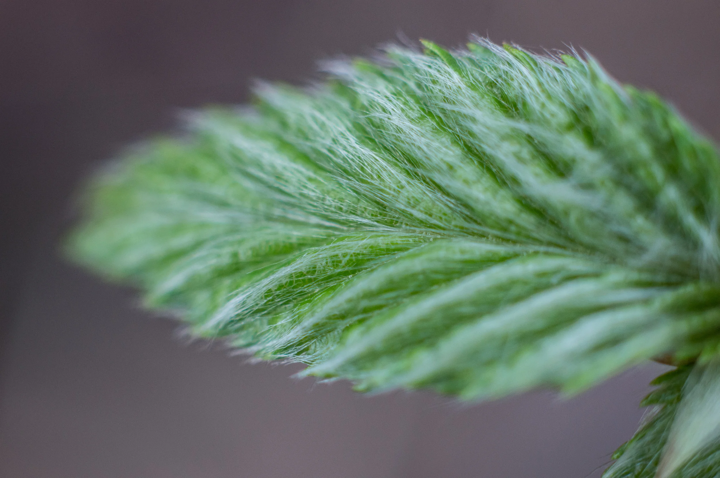 Macro 130.jpg