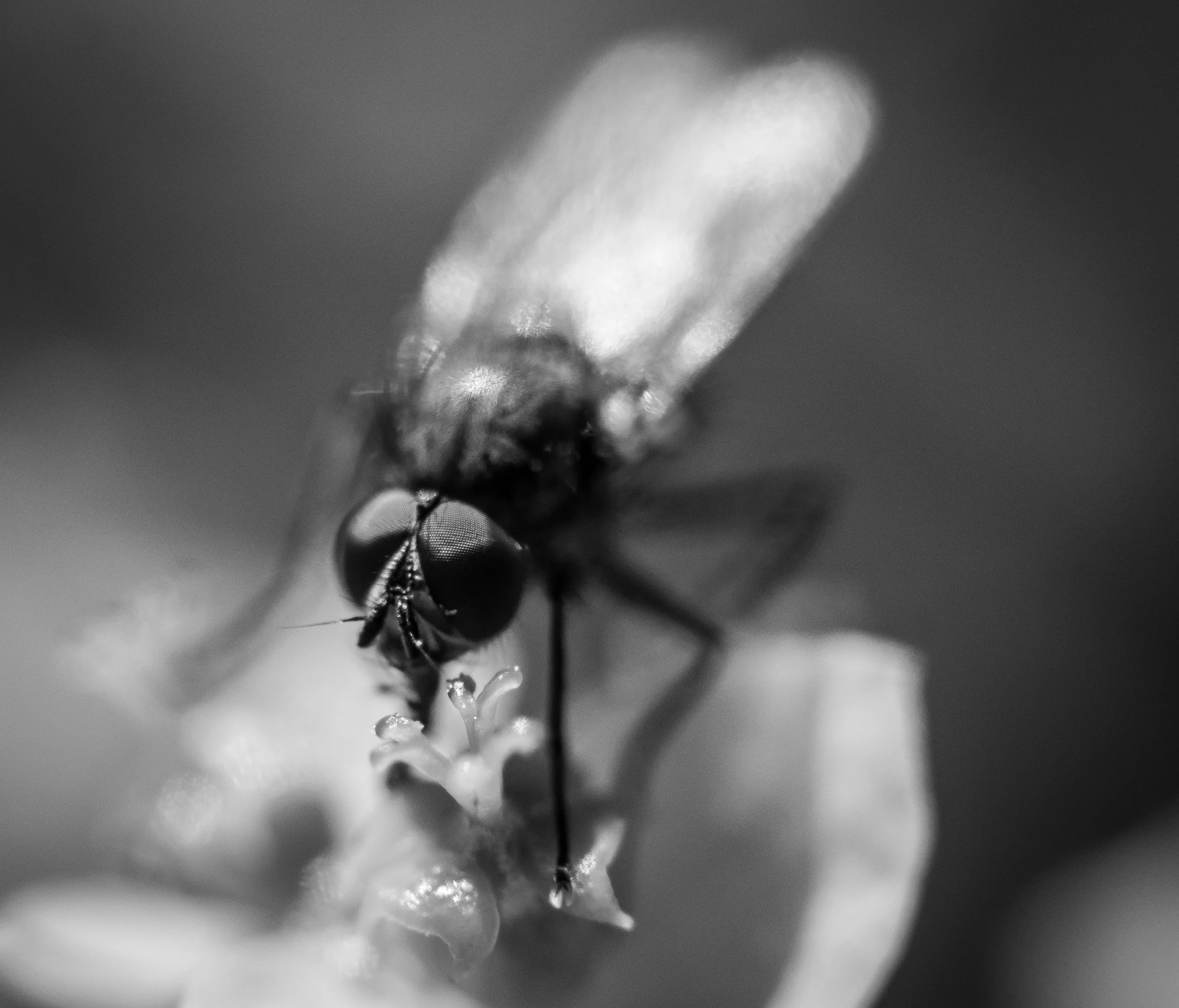 Macro 135.jpg