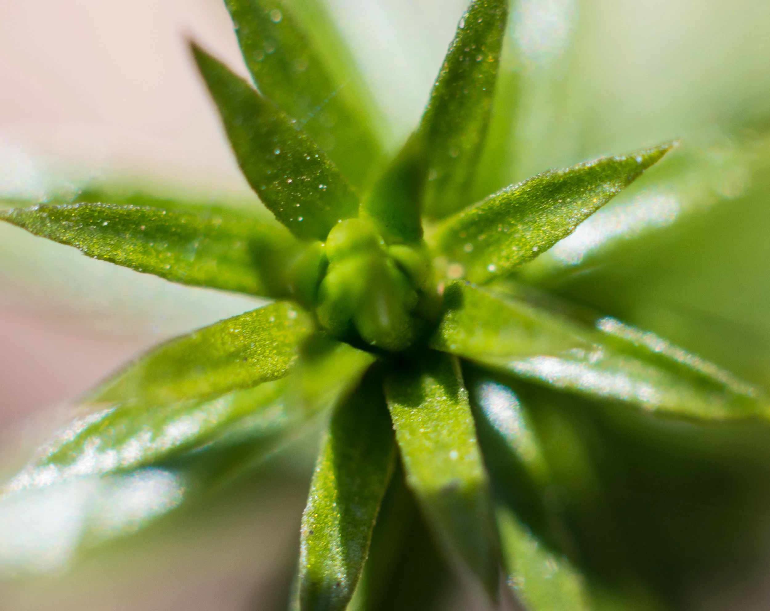 Macro 149.jpg