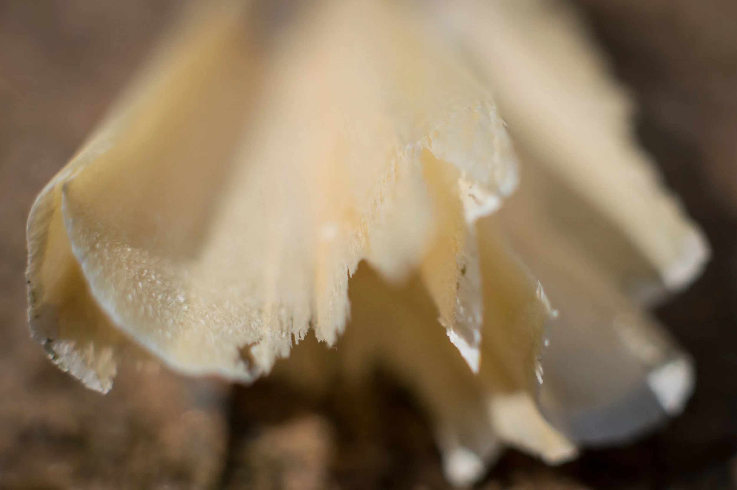 Macro 154.jpg