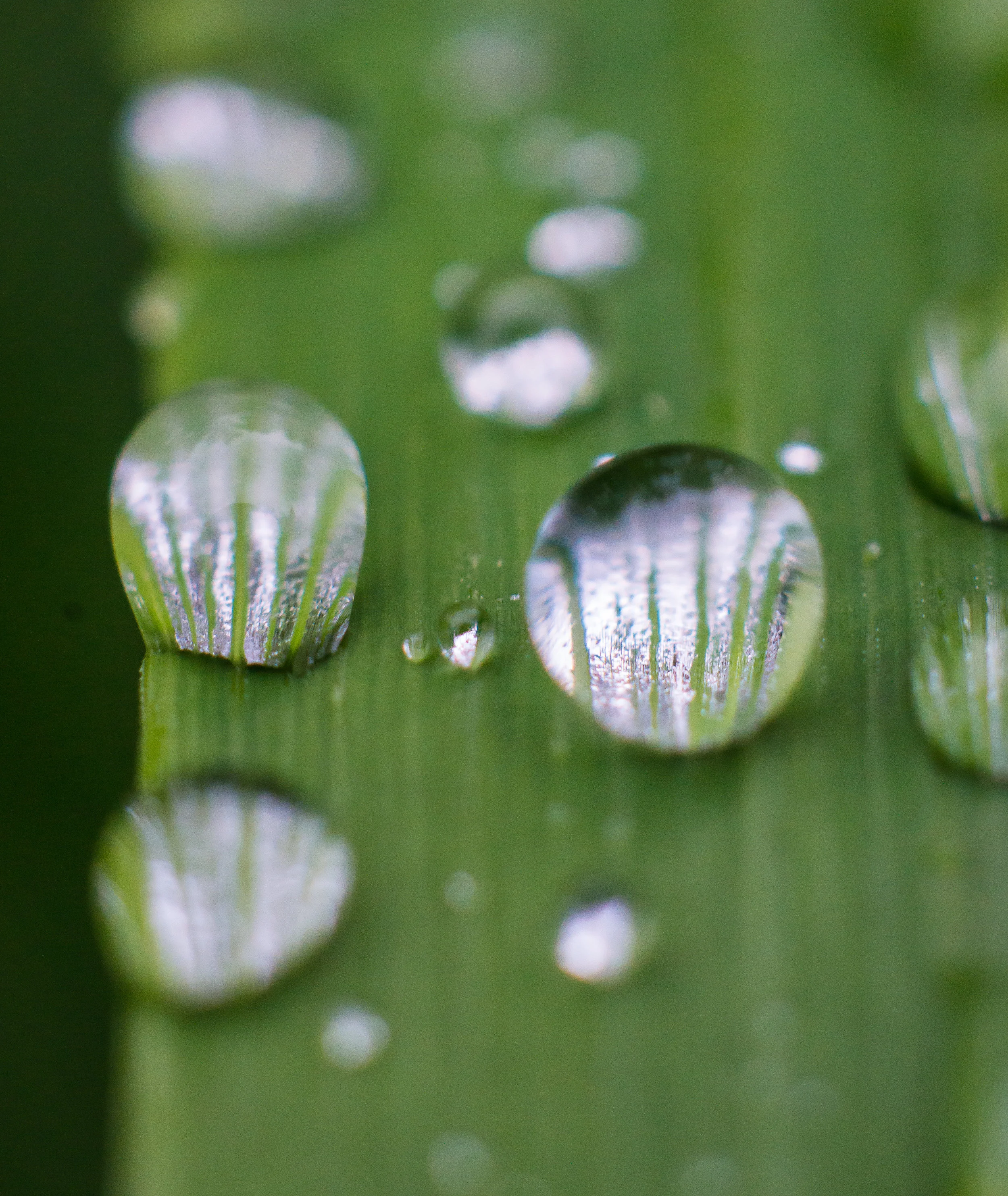 Macro 156.jpg