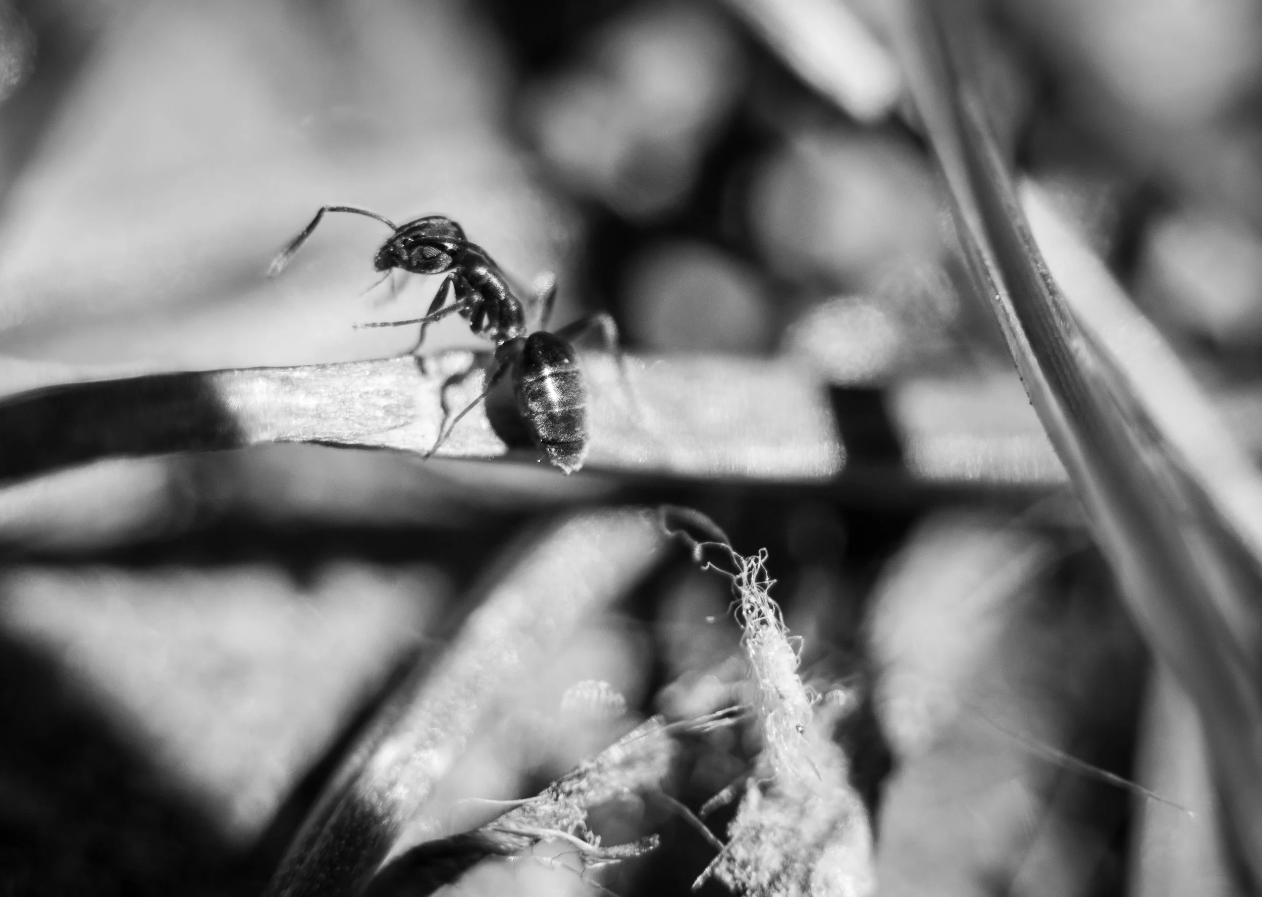 Macro 163.jpg