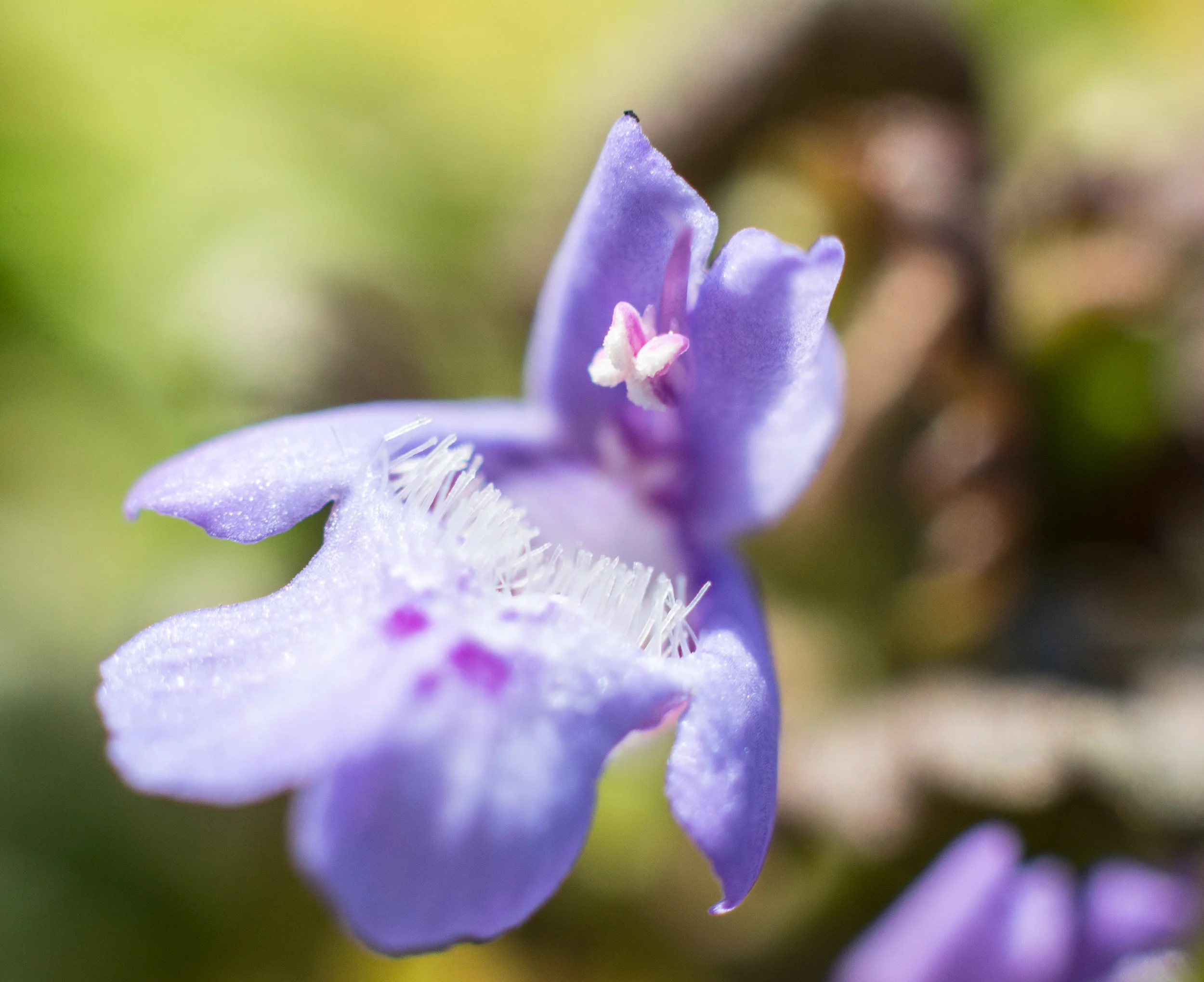 Macro 166.jpg