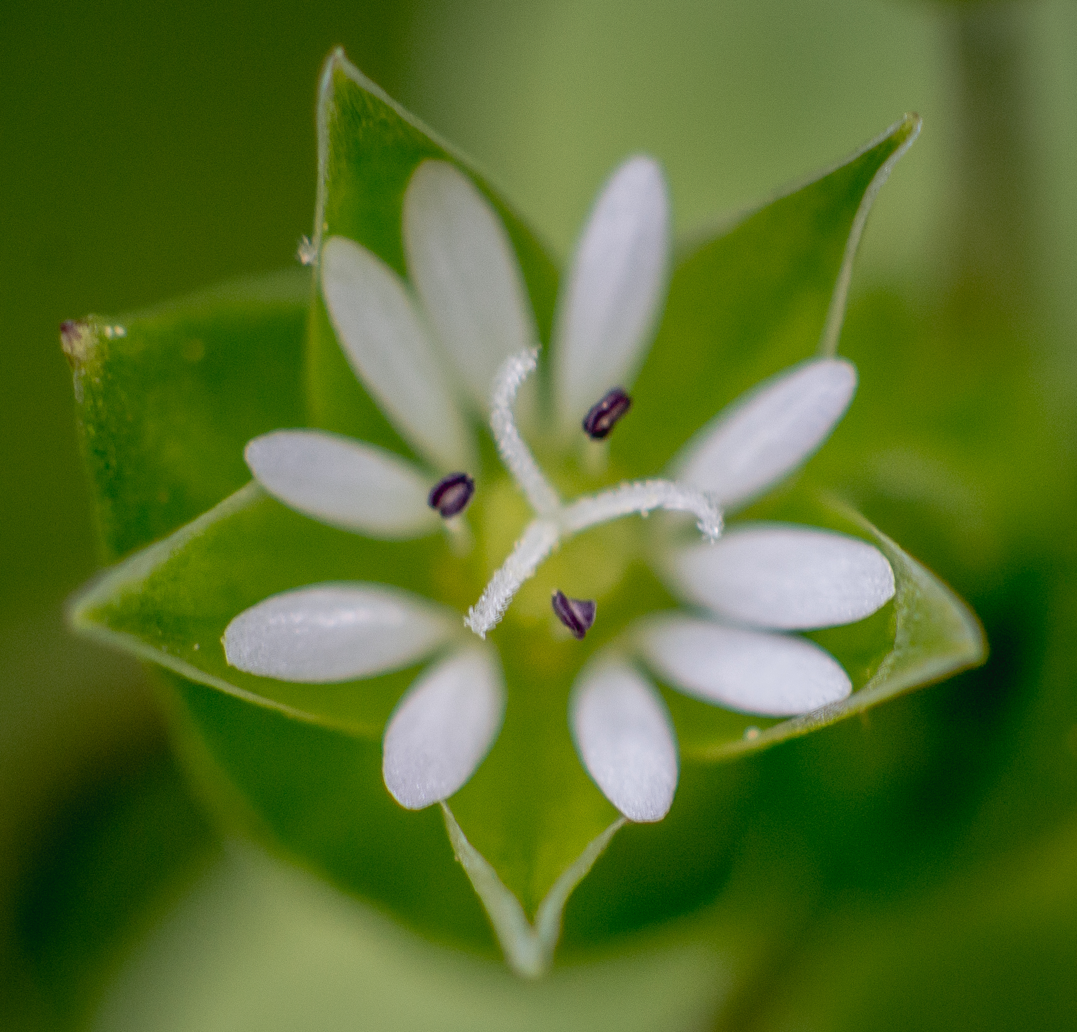 Macro 177.jpg