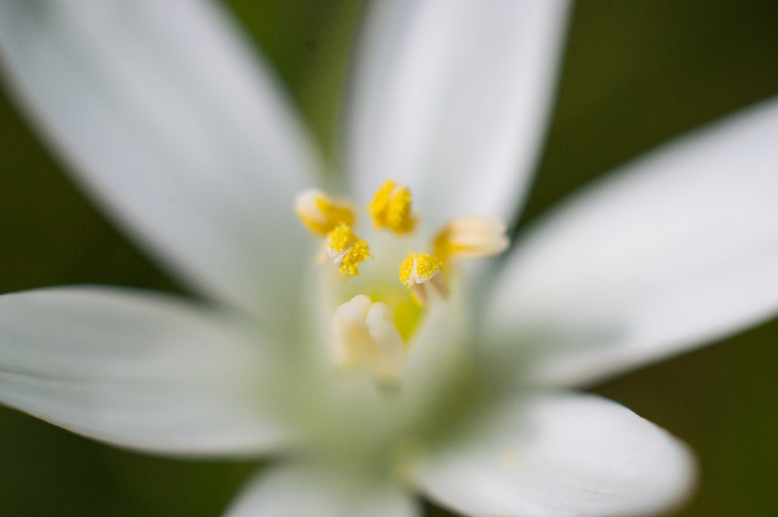 Macro 190.jpg