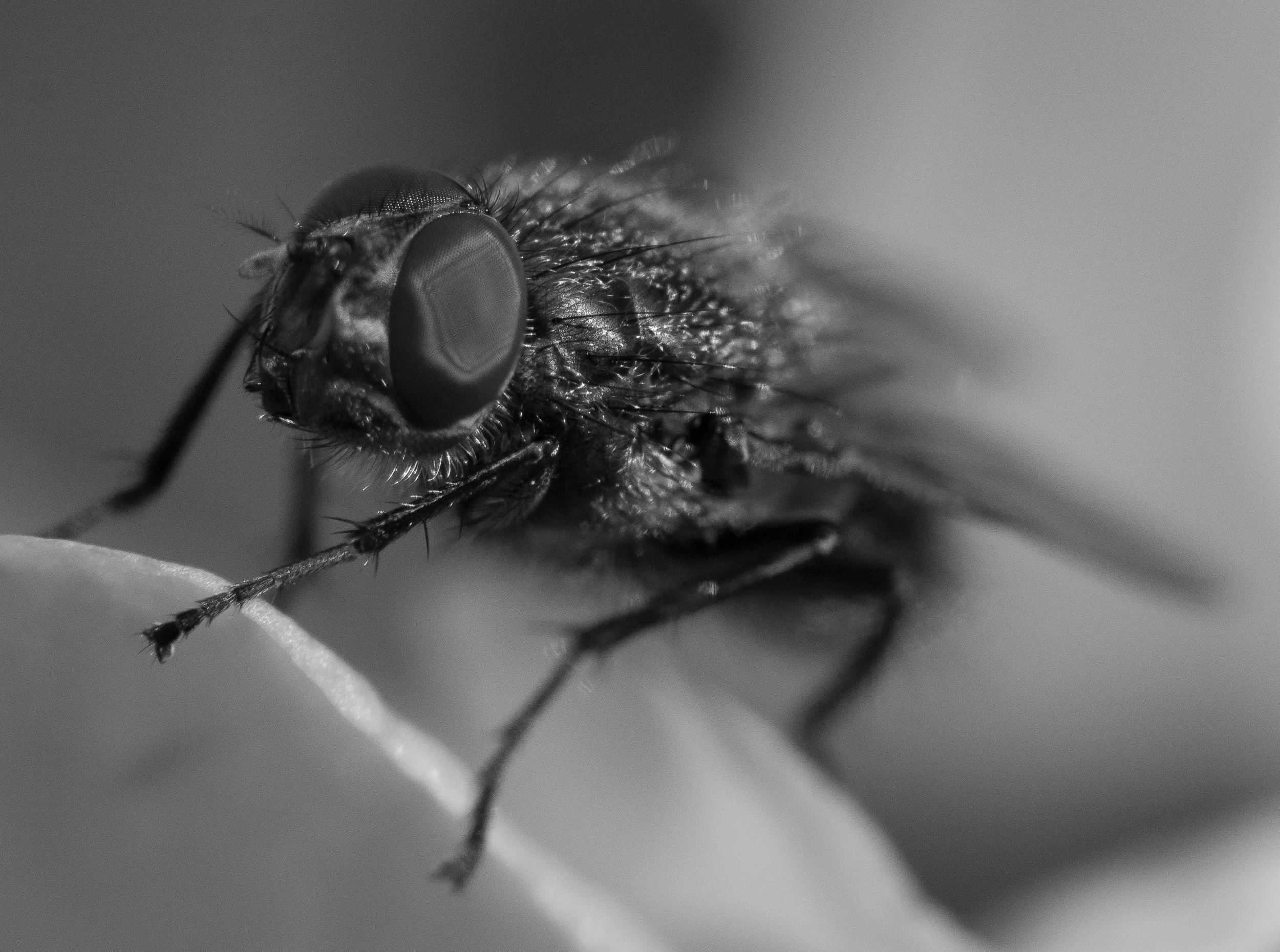 Macro 192.jpg