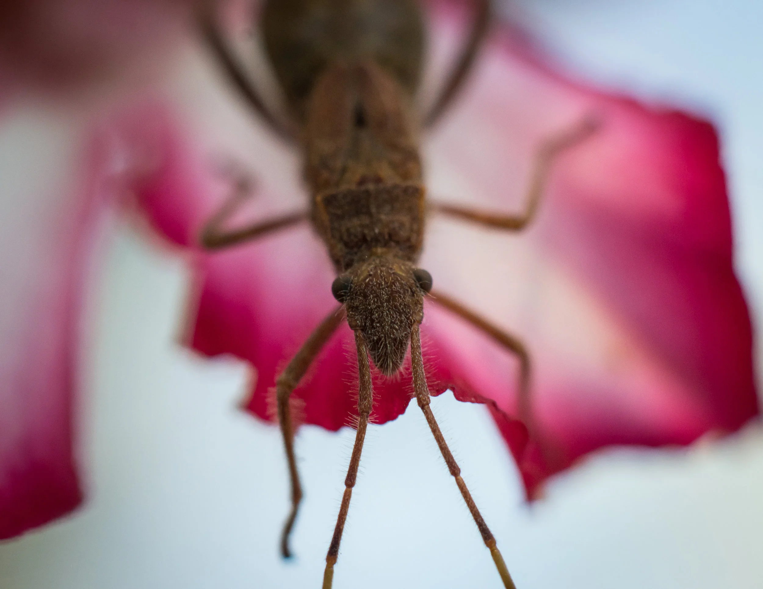 Macro 212.jpg