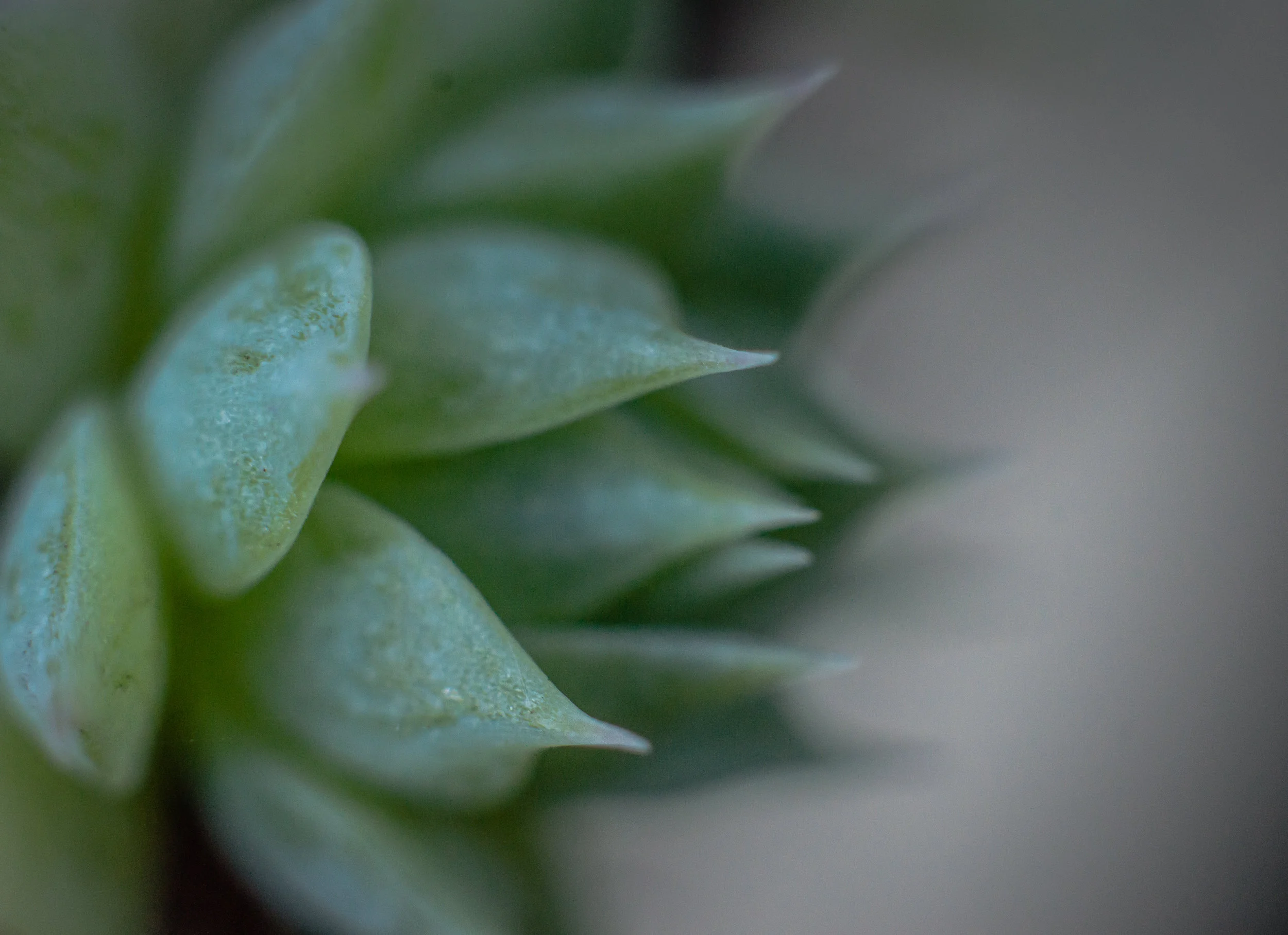 Macro 216.jpg