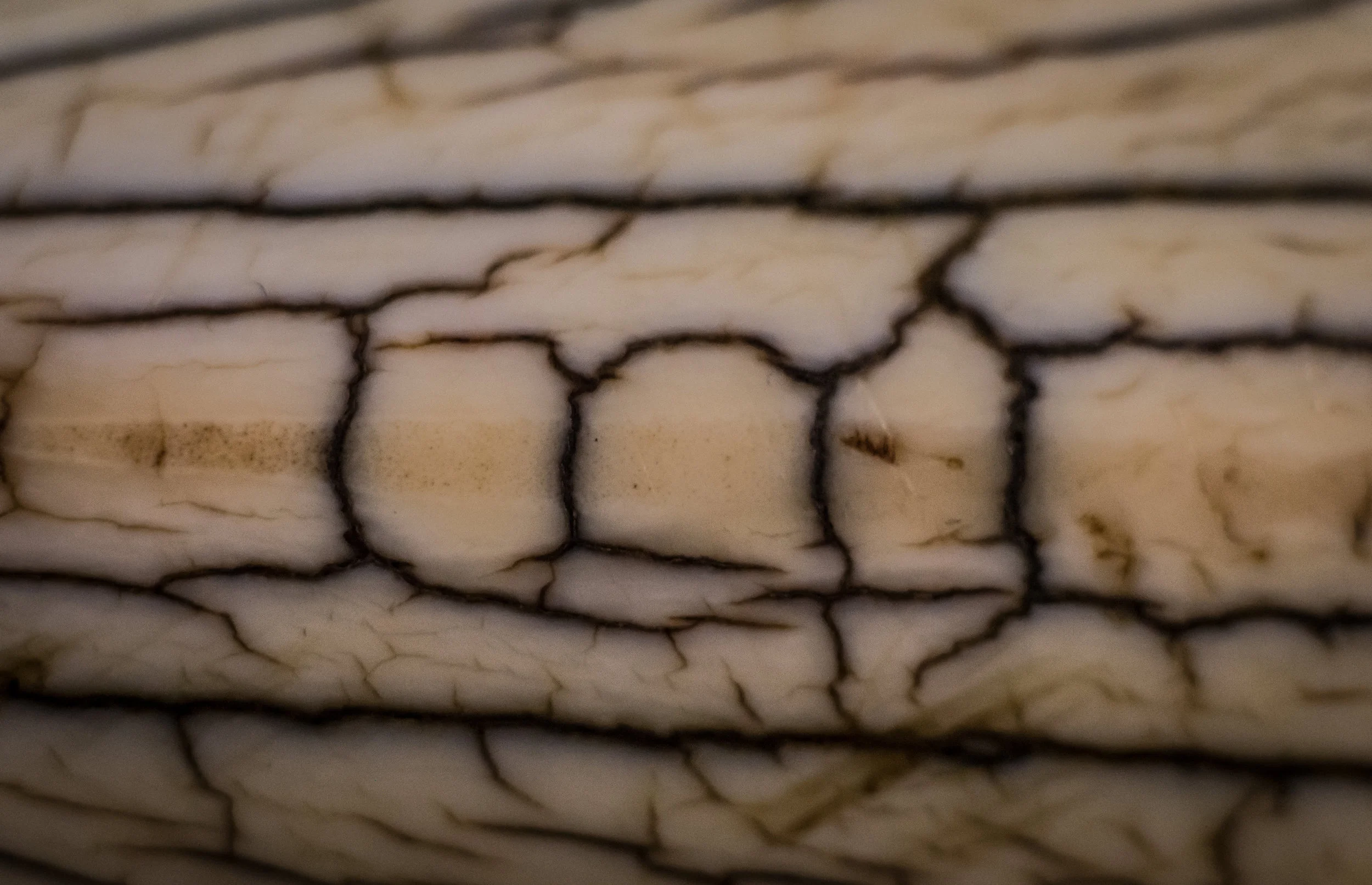 Macro 220.jpg