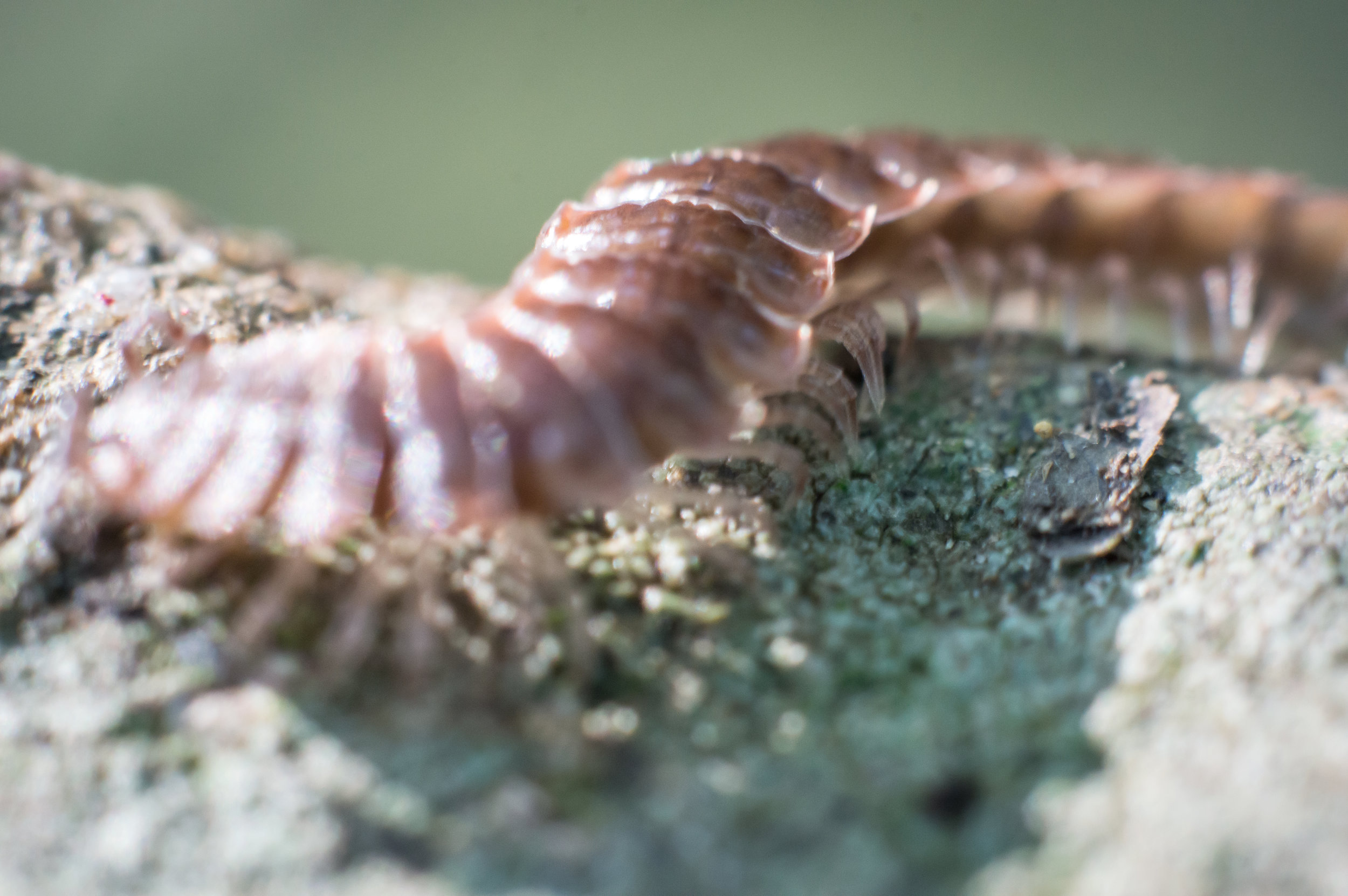 Macro 254.jpg