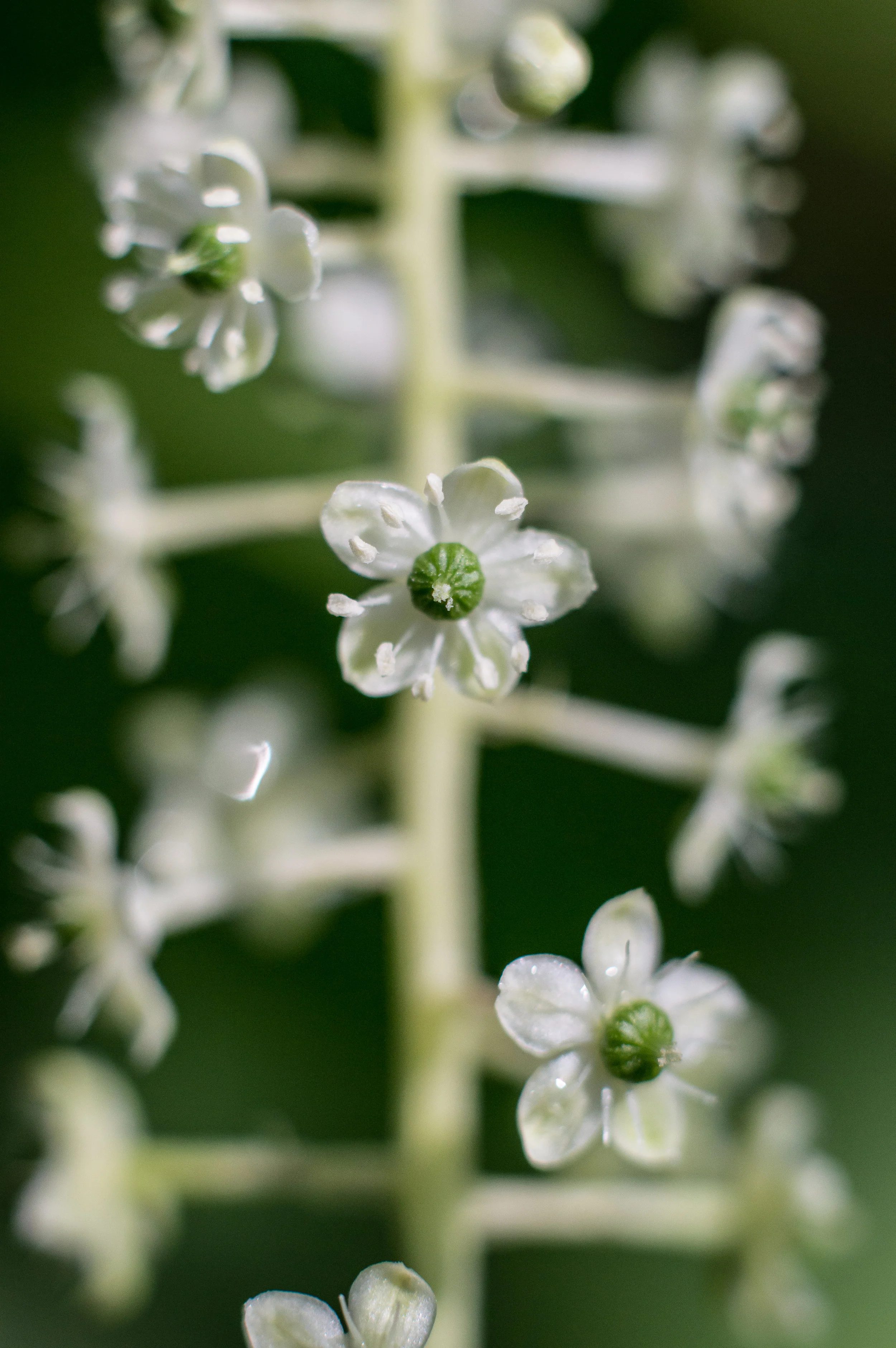 Macro 257.jpg