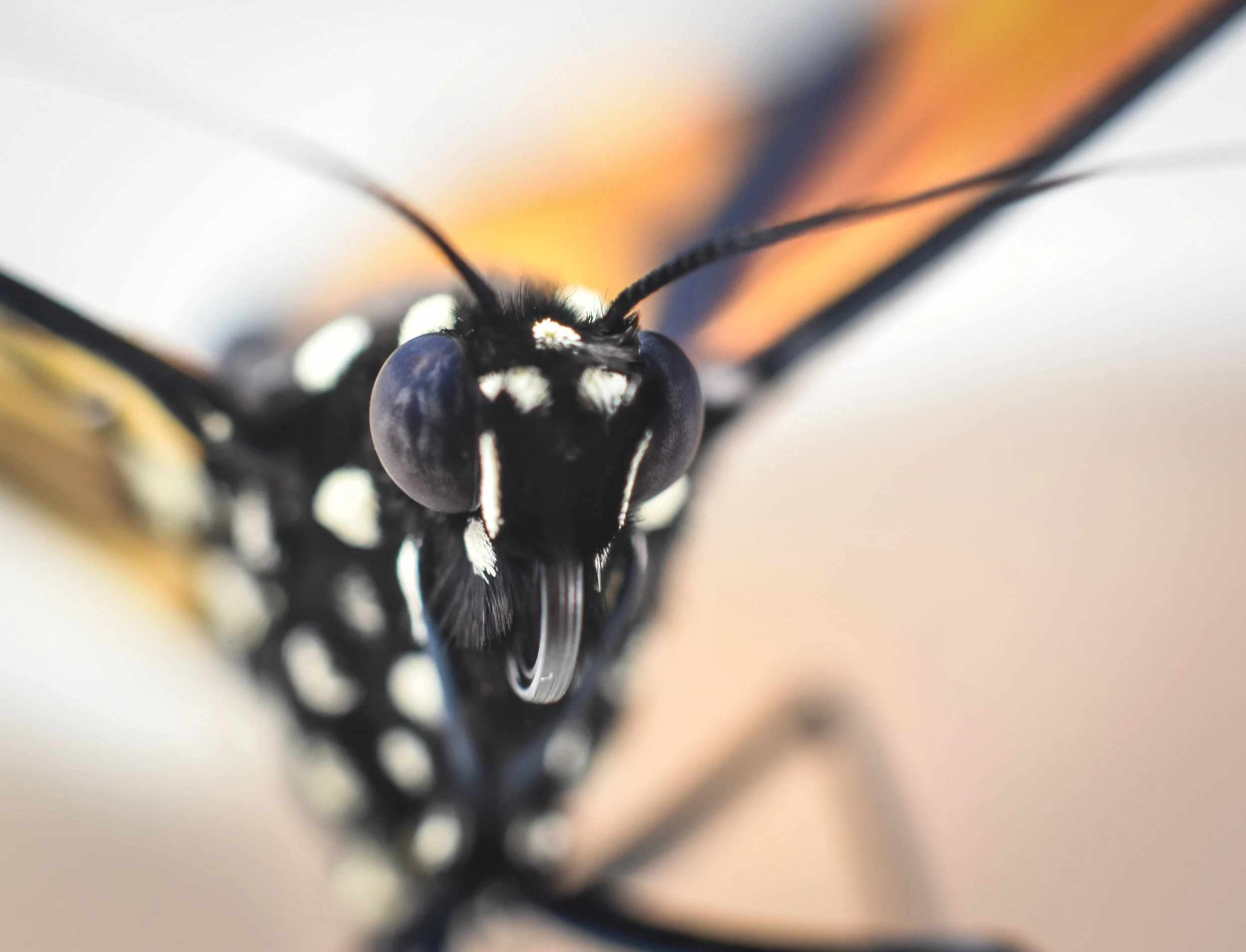 Macro 287.jpg