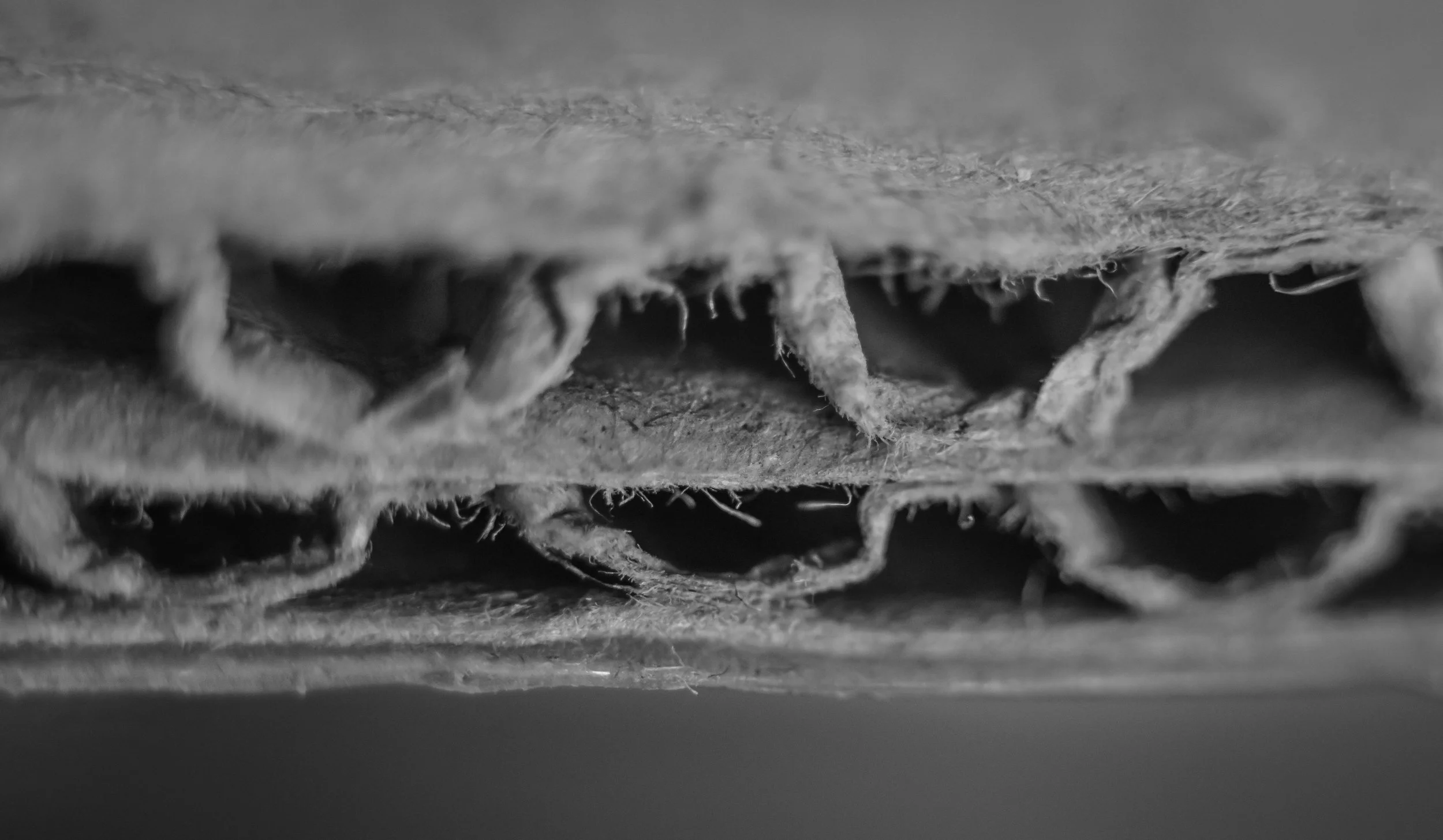 Macro 337.jpg