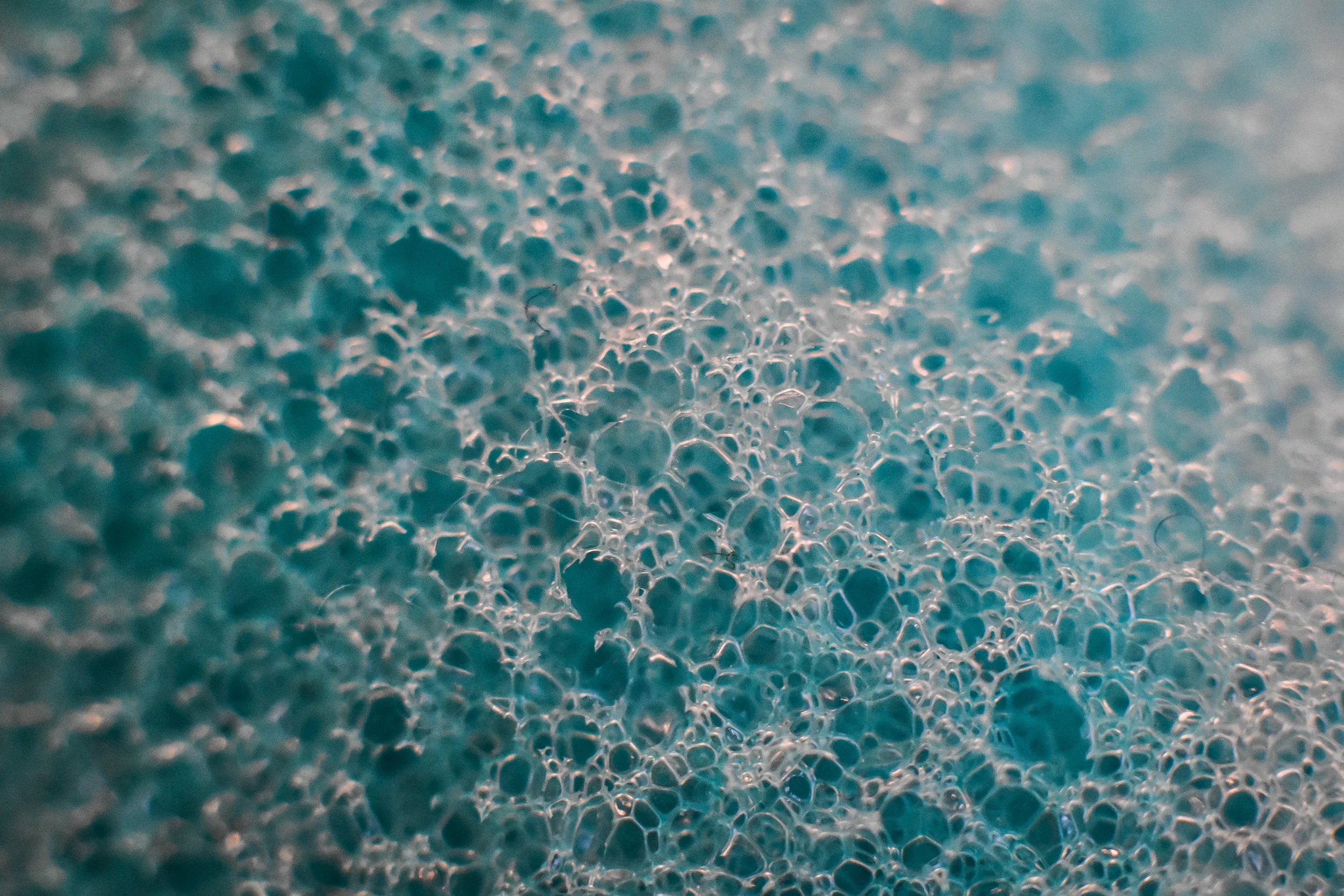 Macro 338.jpg