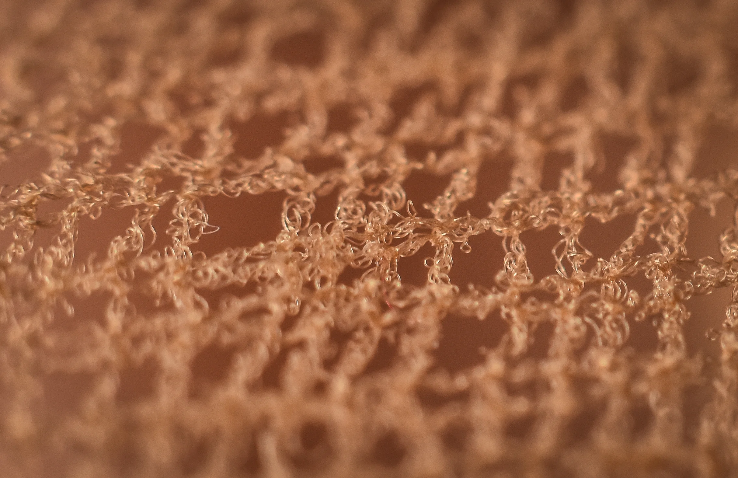 Macro 344.jpg