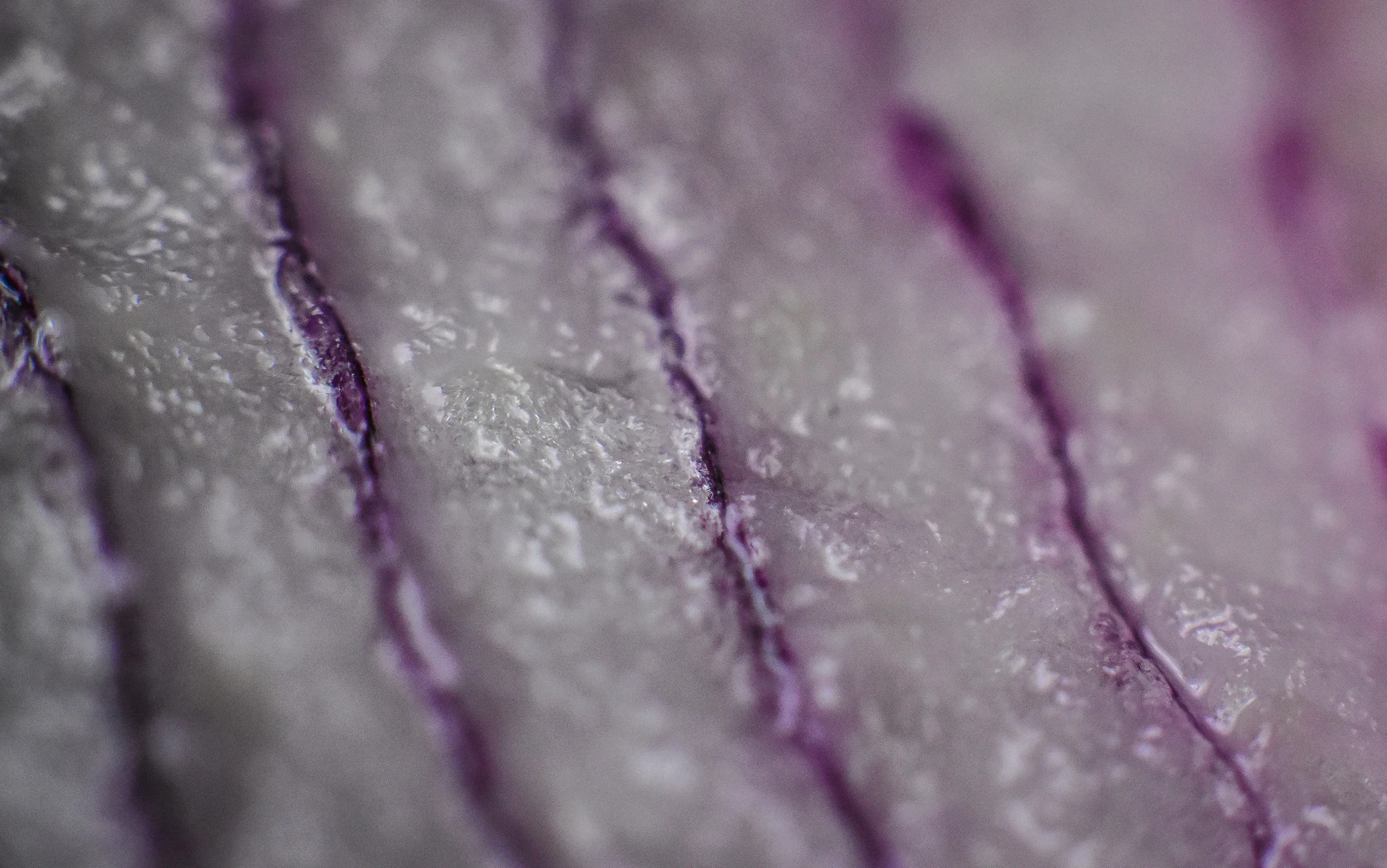 Macro 354.jpg