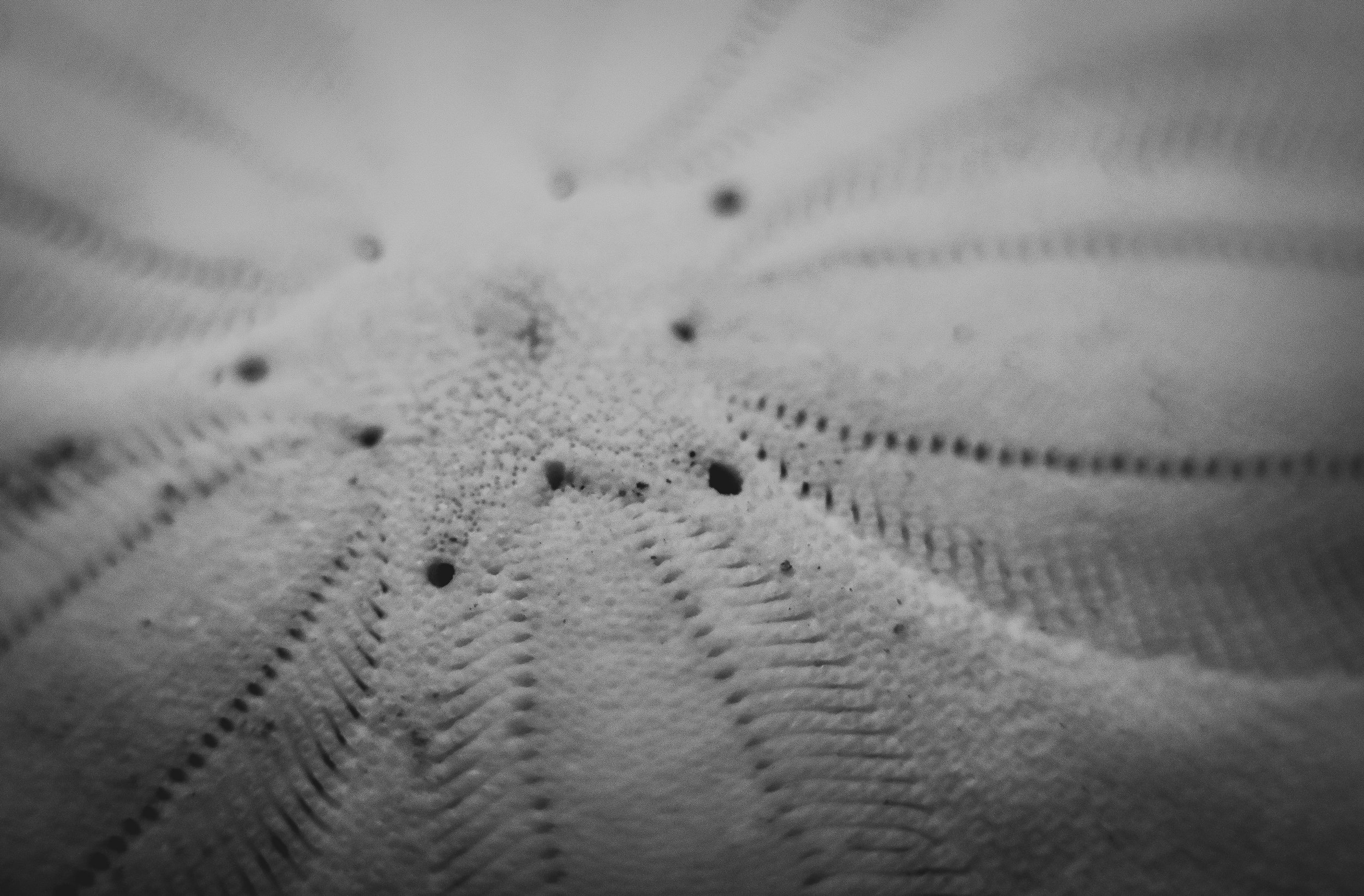 Macro 358.jpg