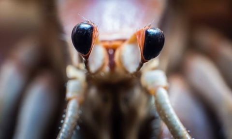 hermit crab 1 .jpg