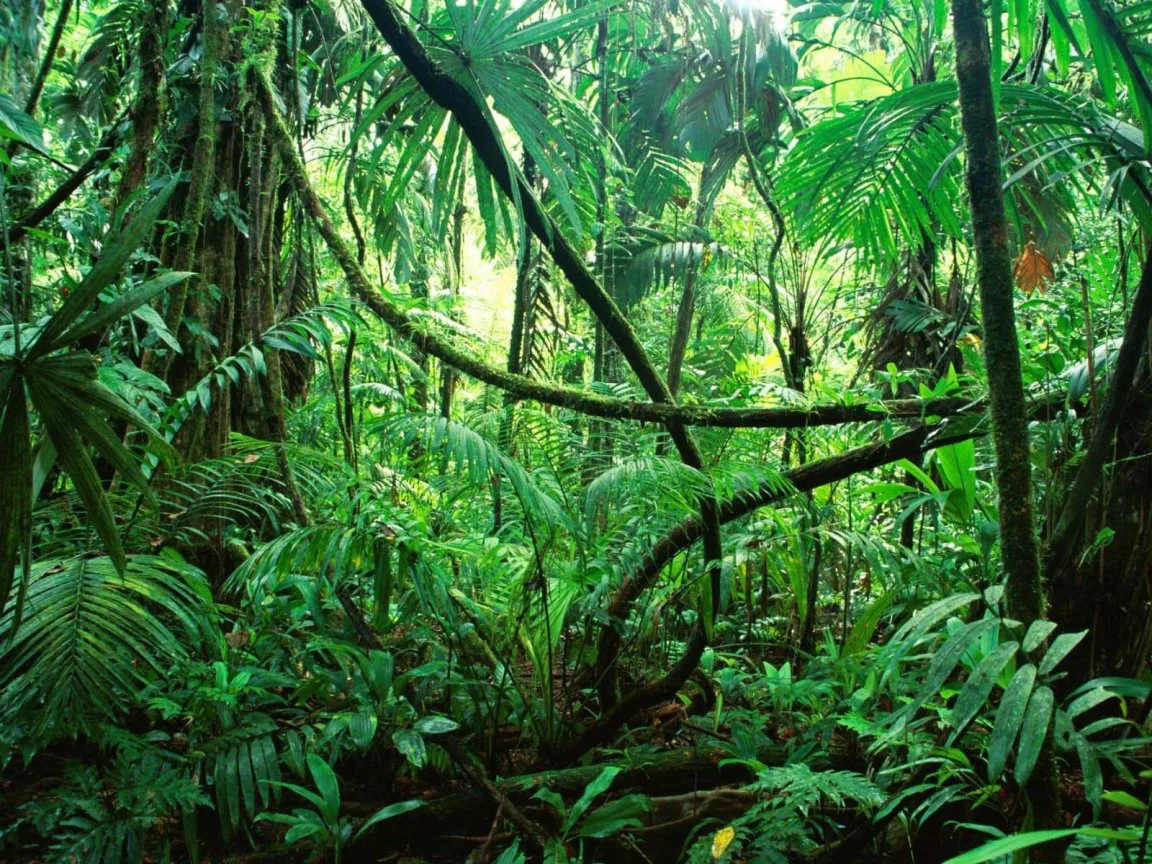 amazonrainforest.jpg
