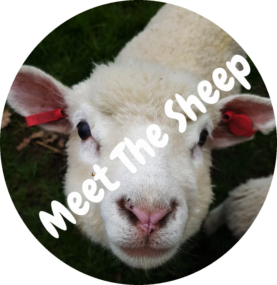 Lamb Face.jpg