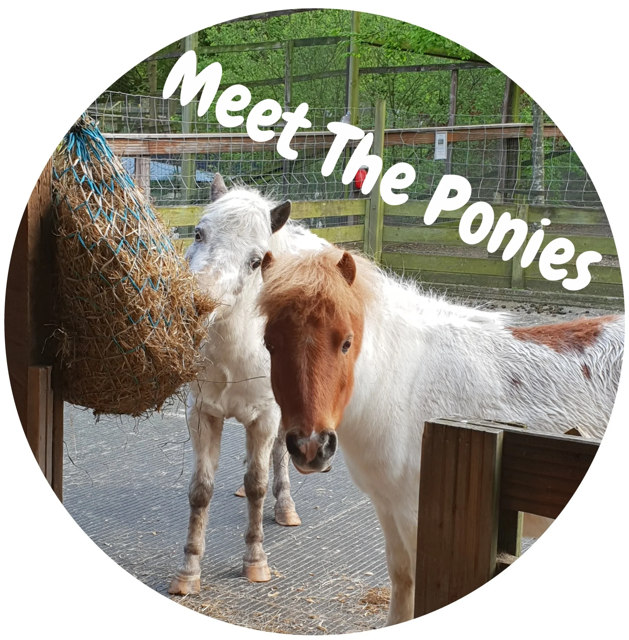 pony circle.jpg