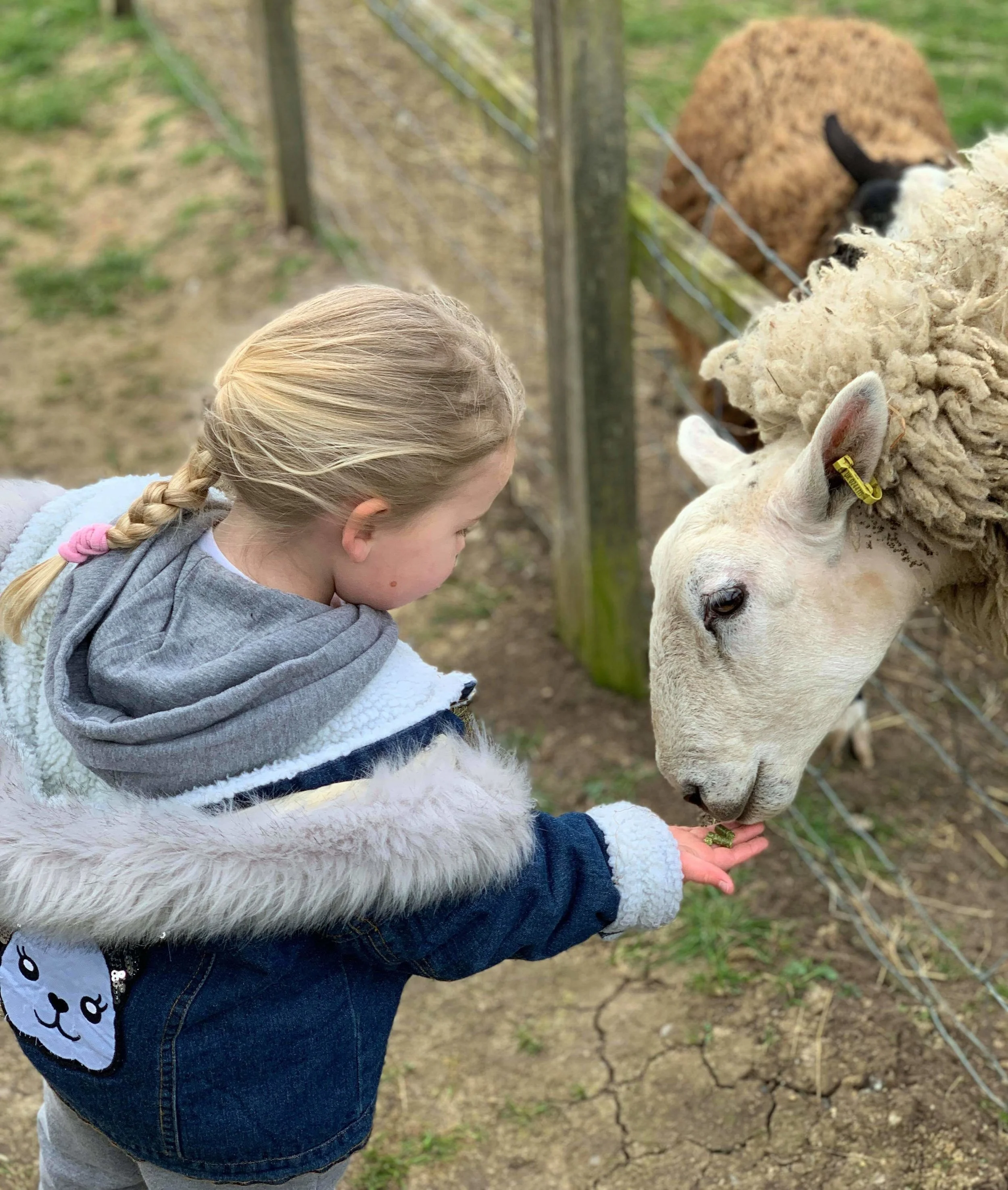 Animal Feed — belmontfarm