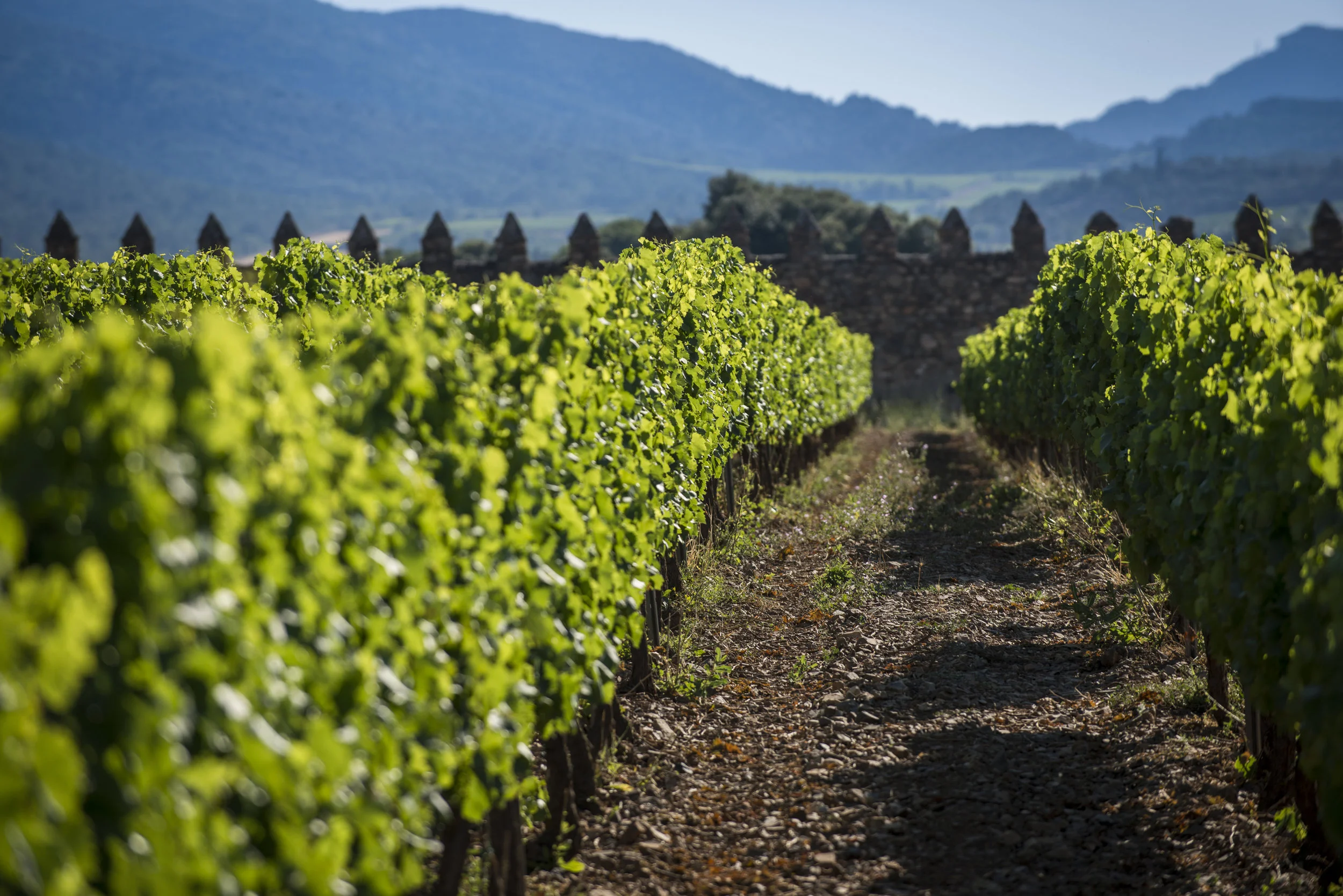 Vignoble Grans Muralles.jpg