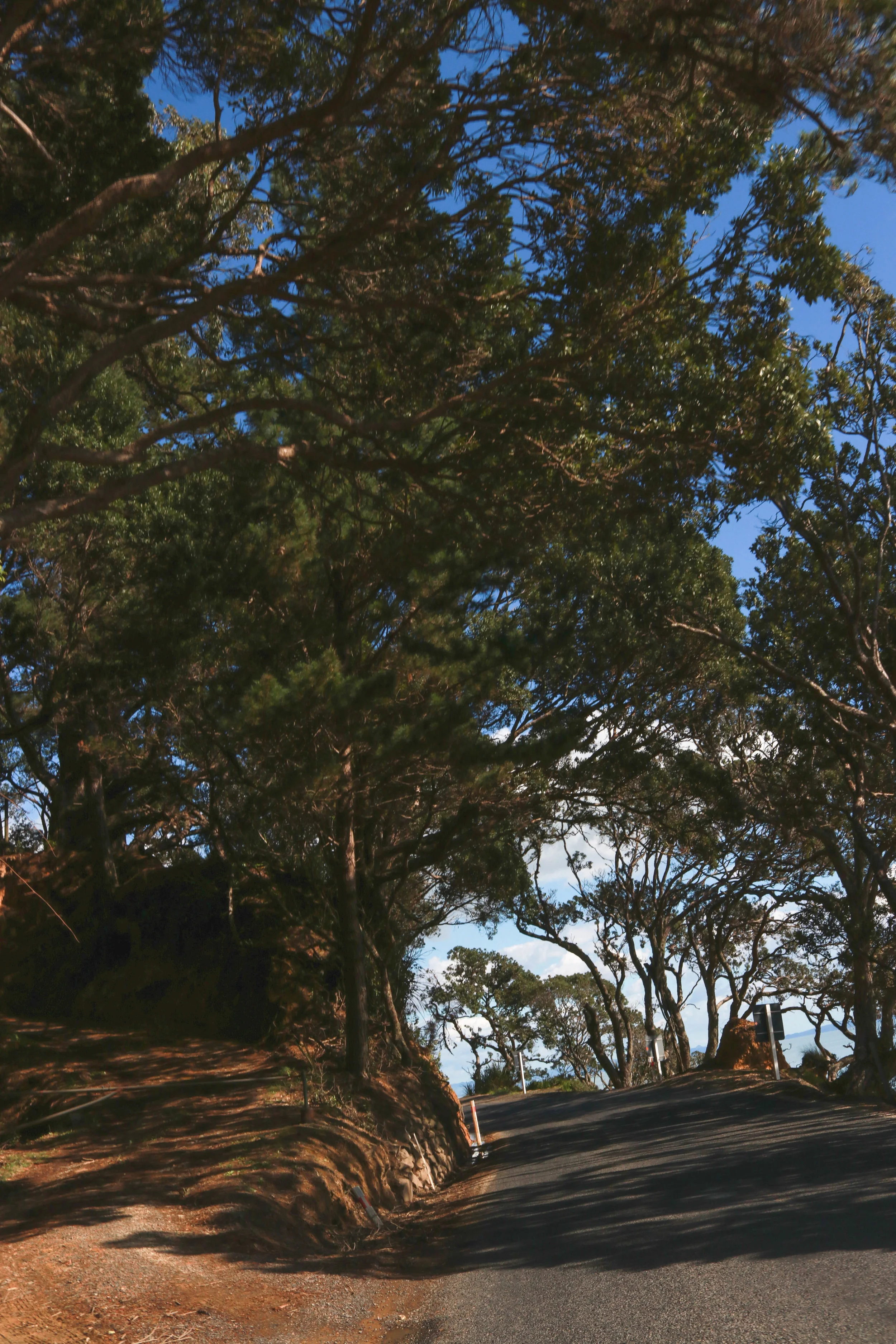 Pohutukawa trees along the Pacific Coast Highway