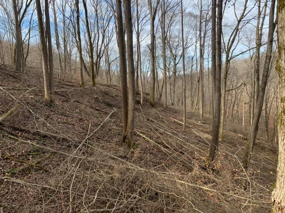 Timber-Stand-Improvement.jpeg