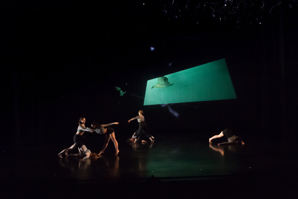 Echo/Locate — Alaina Wilson Dance Choreography